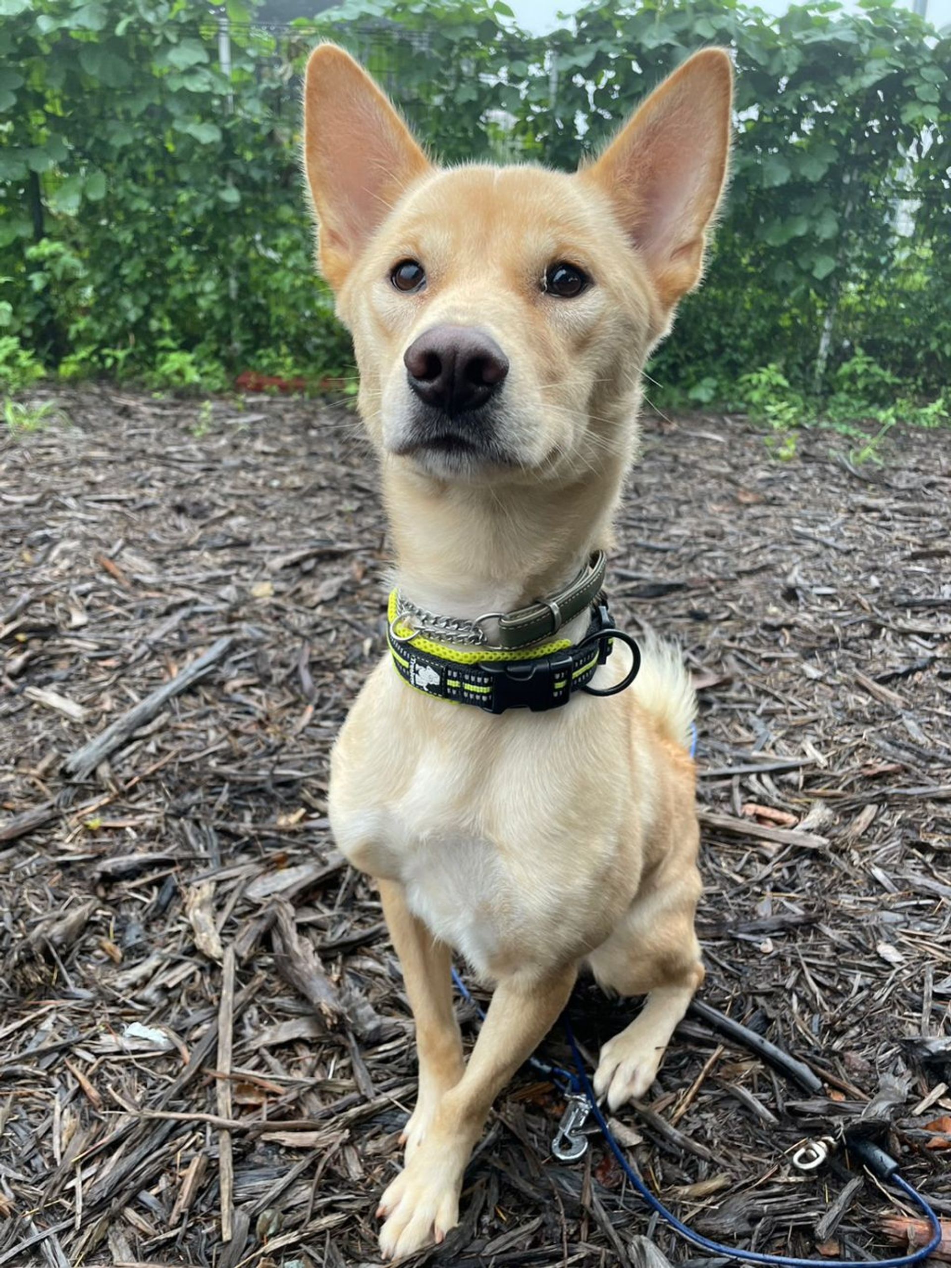 雑種（ミックス犬）・メスの里親募集の写真