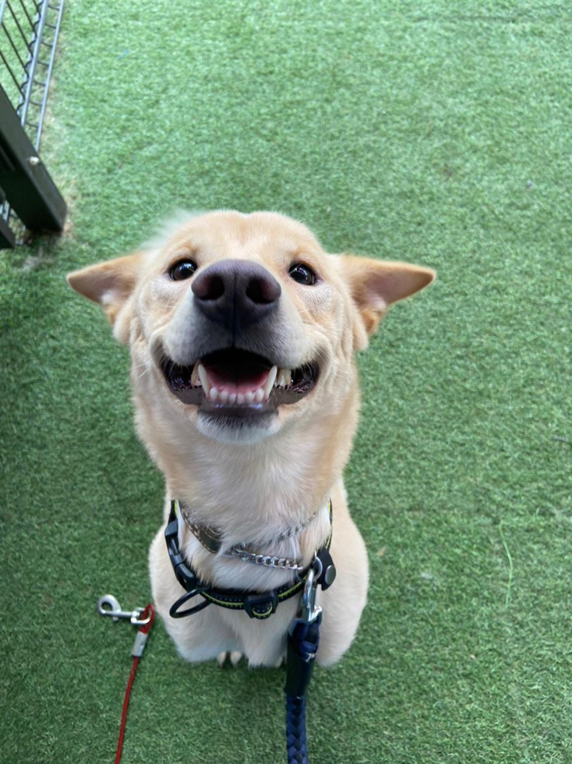 pet-image-2
