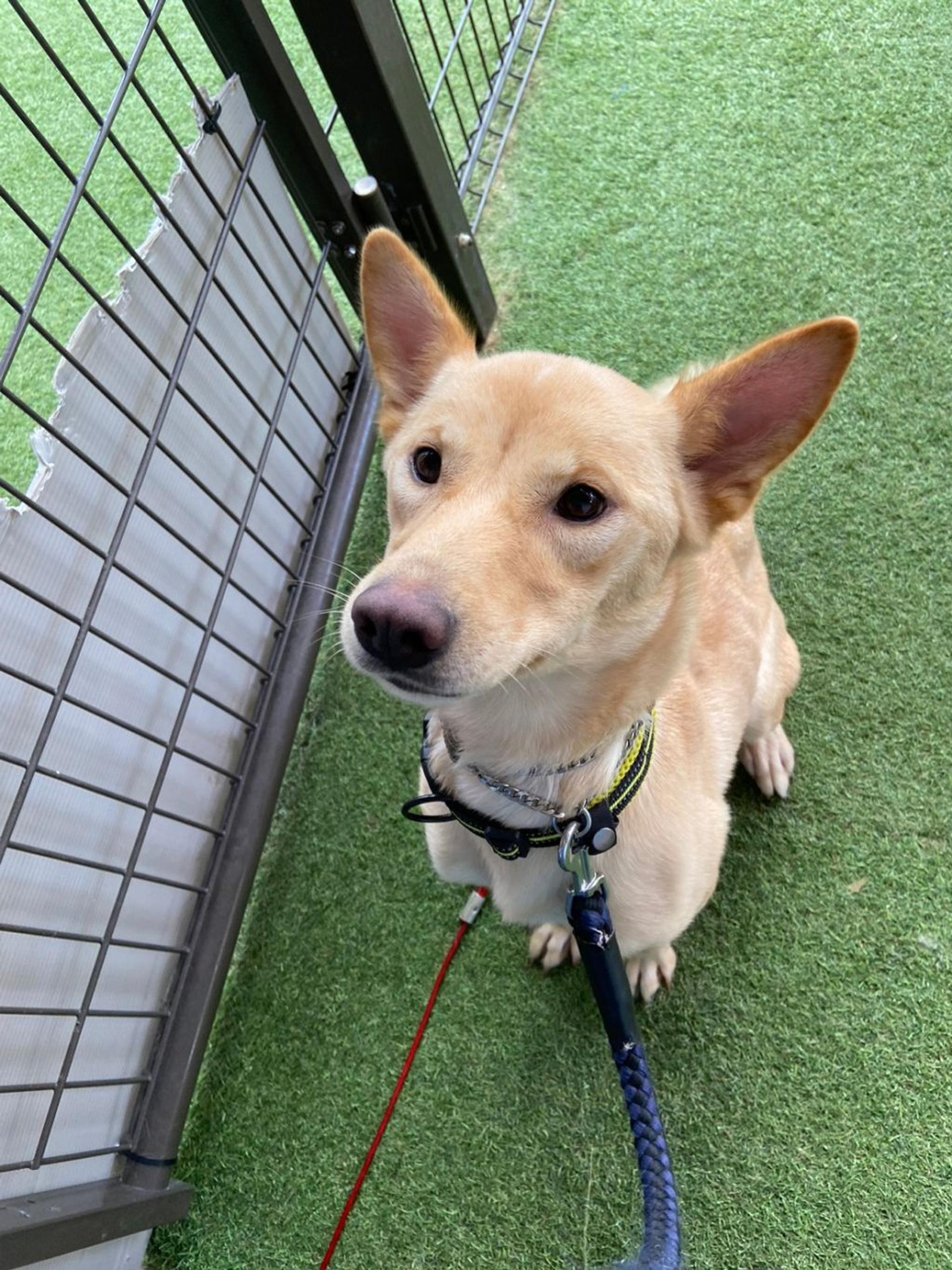 pet-image-3