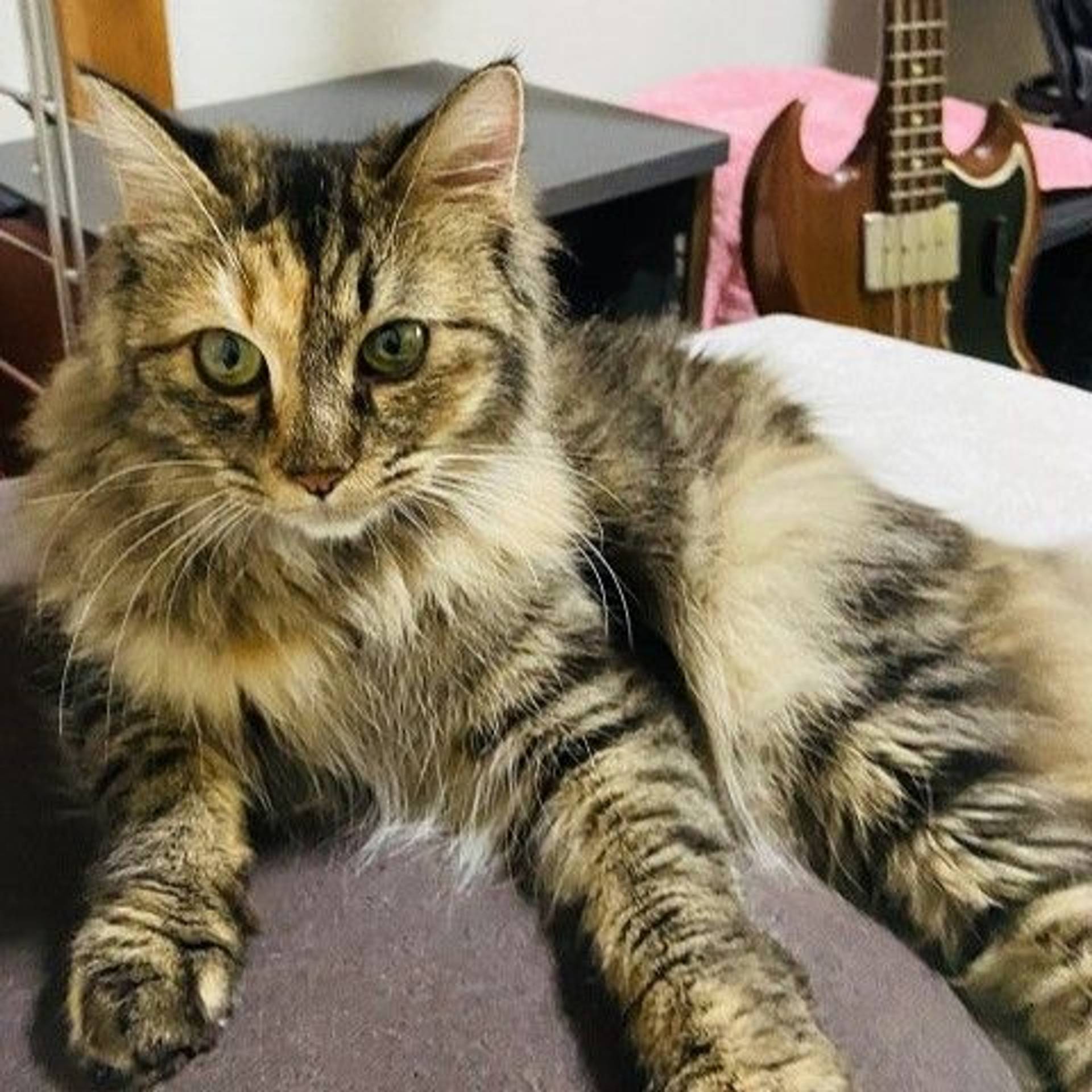 雑種（ミックス猫）・メスの里親募集の写真