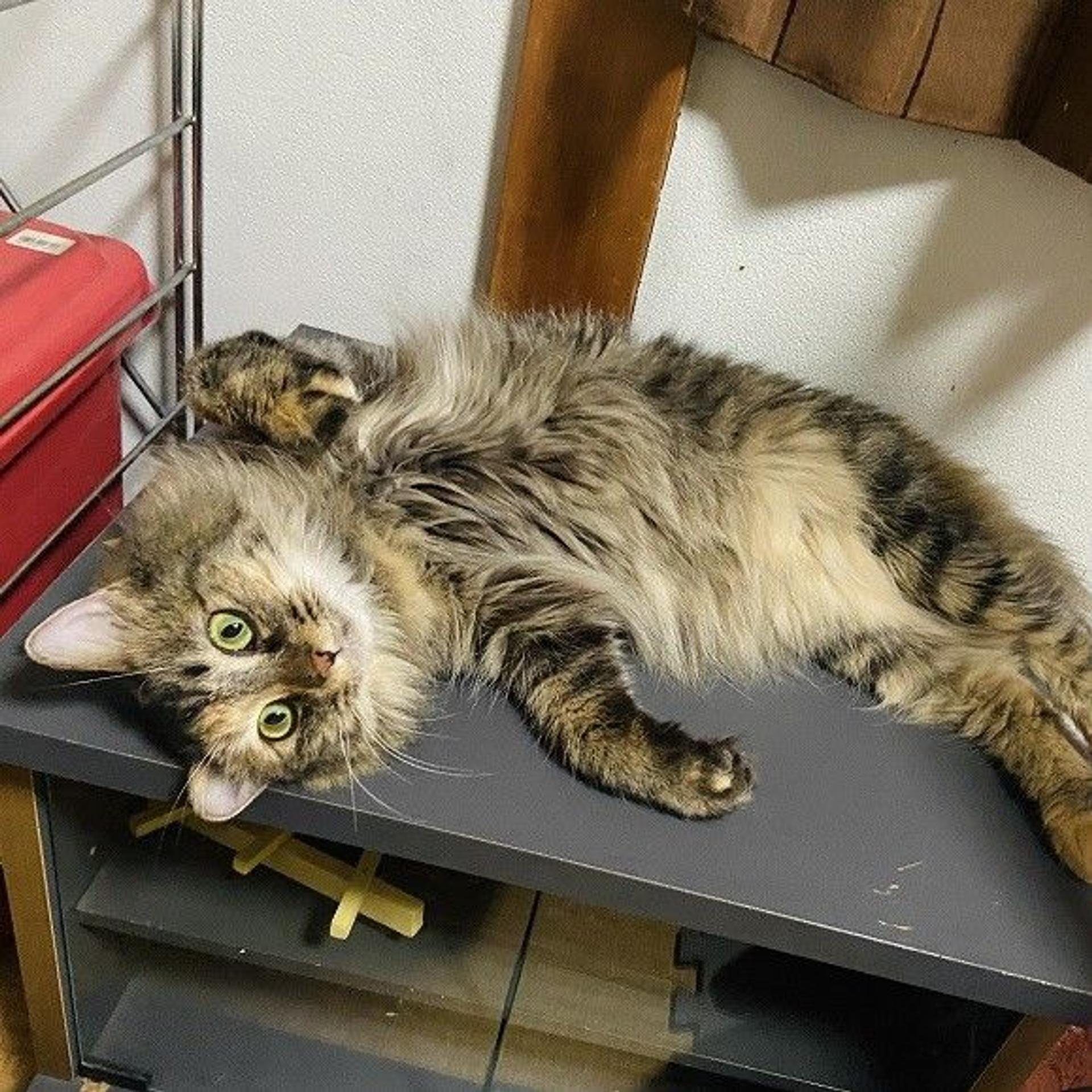 pet-image-4