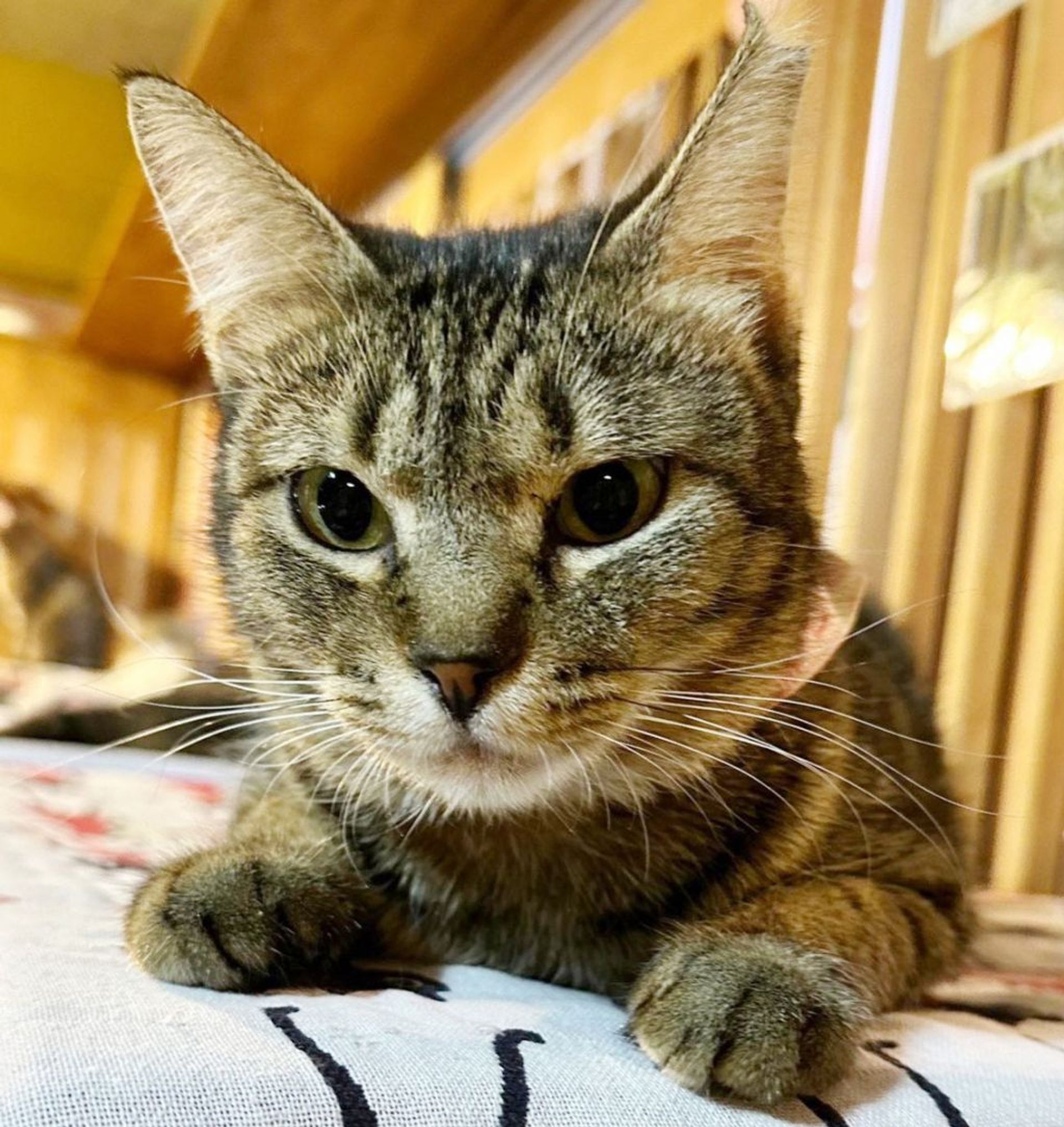 雑種（ミックス猫）・メスの里親募集の写真
