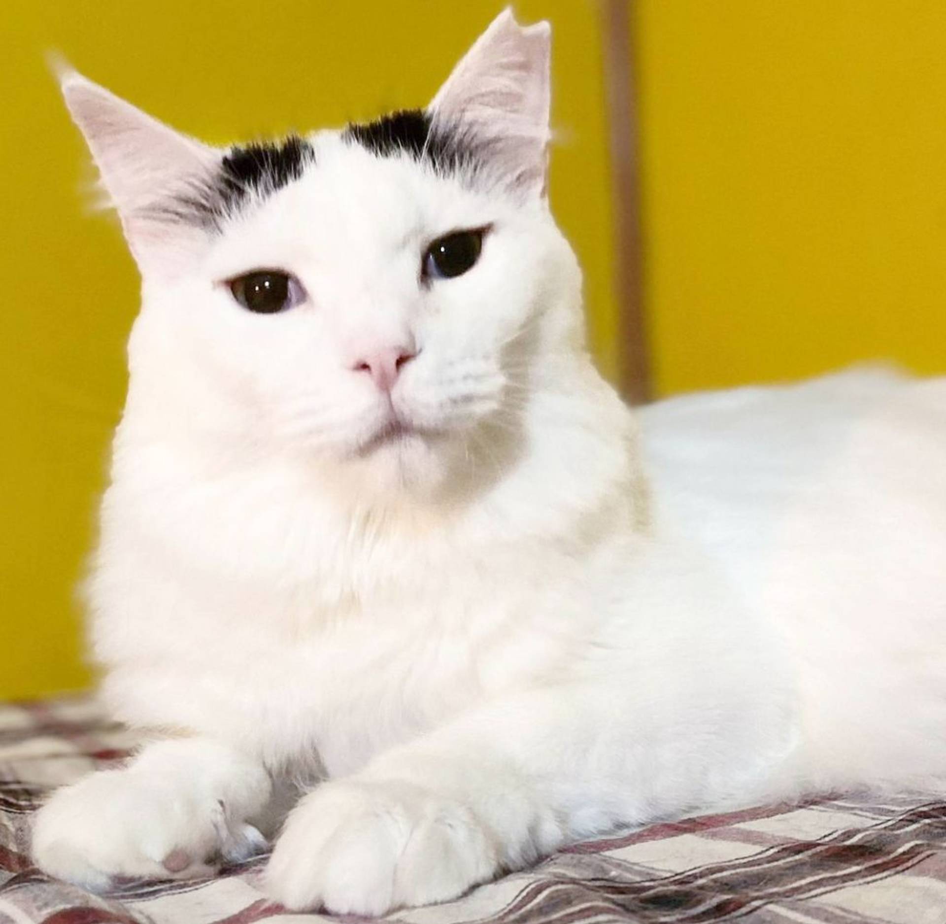 雑種（ミックス猫）・メスの里親募集の写真