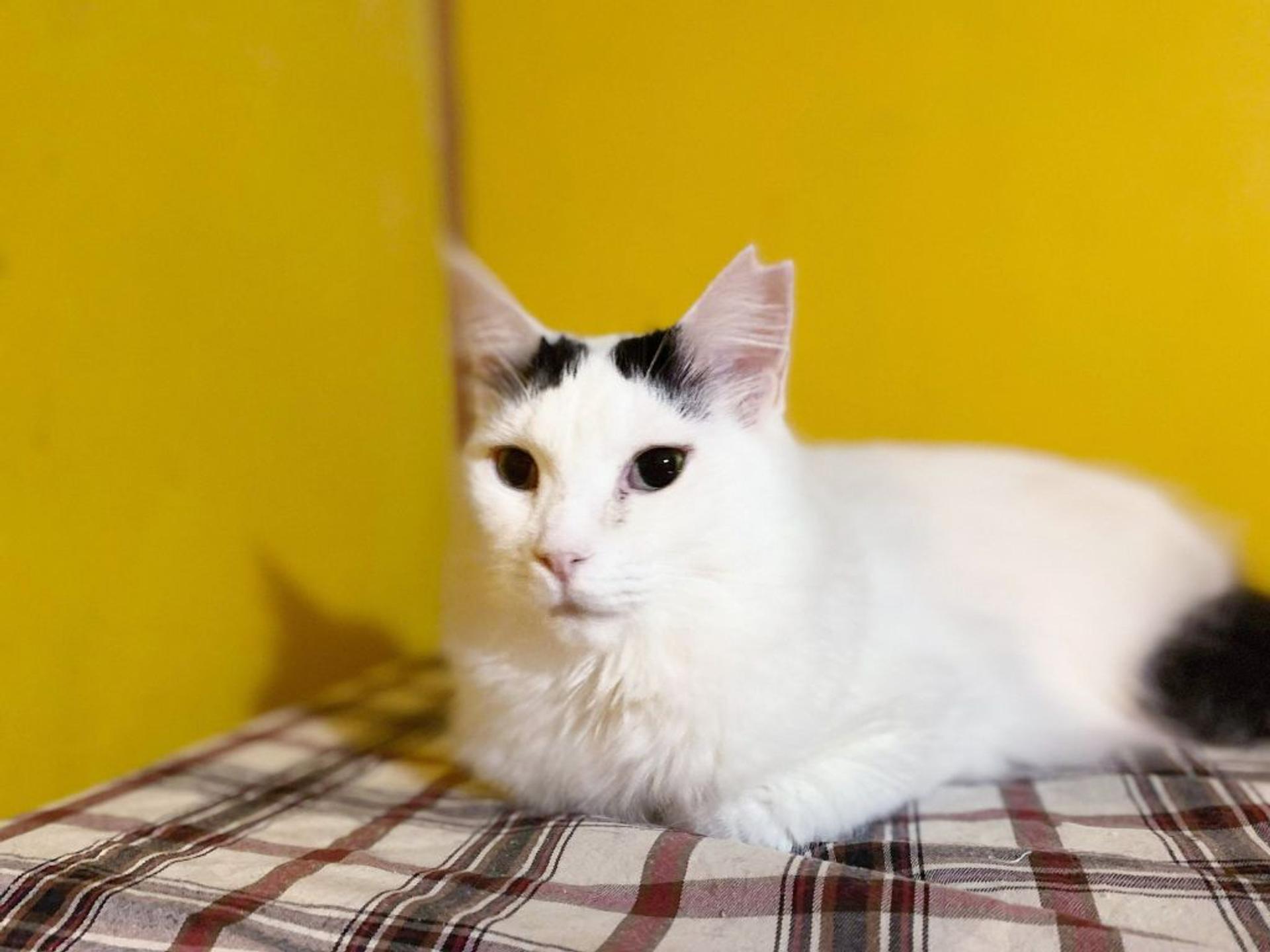 pet-image-3