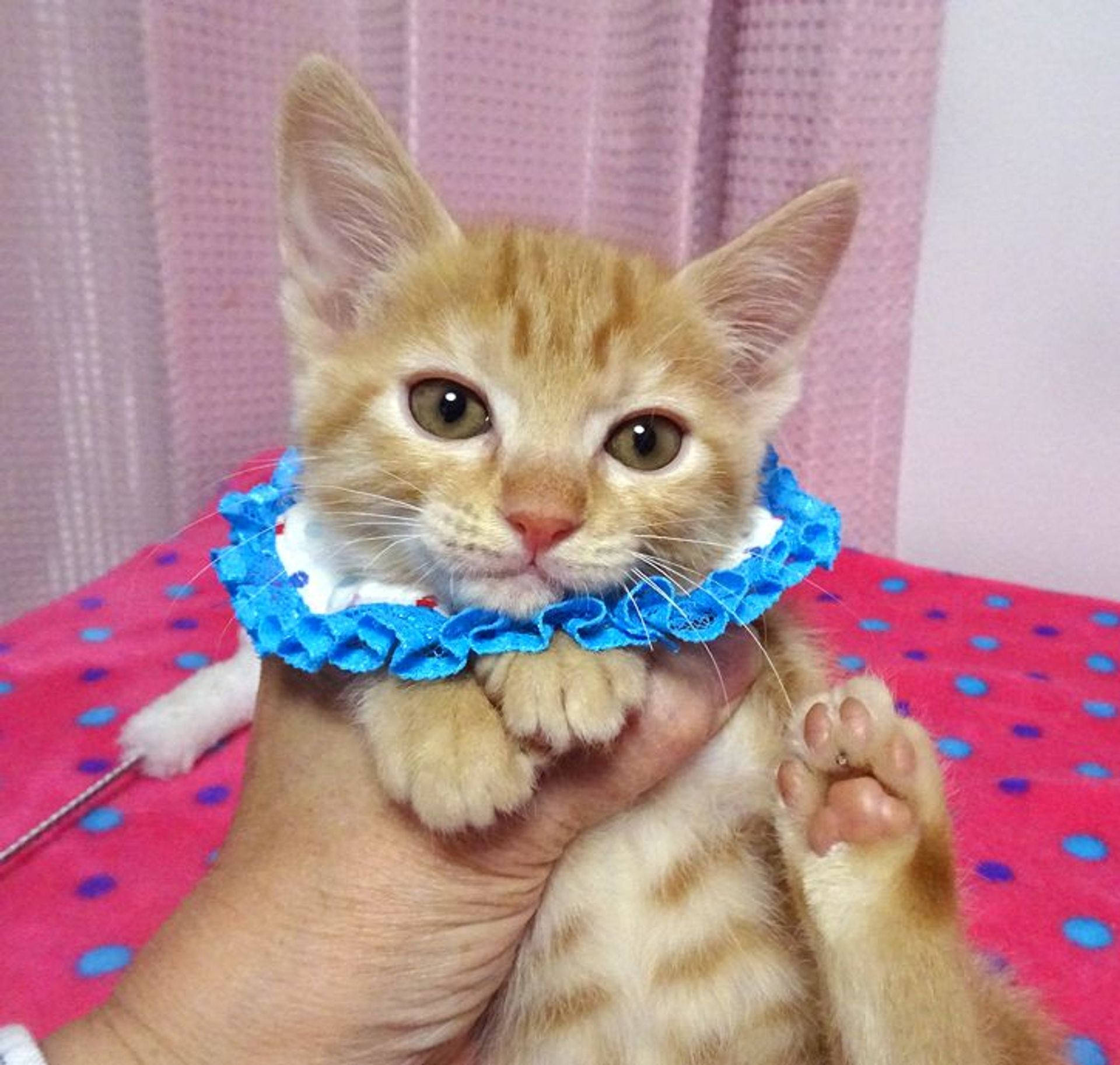 雑種（ミックス猫）・オスの里親募集の写真