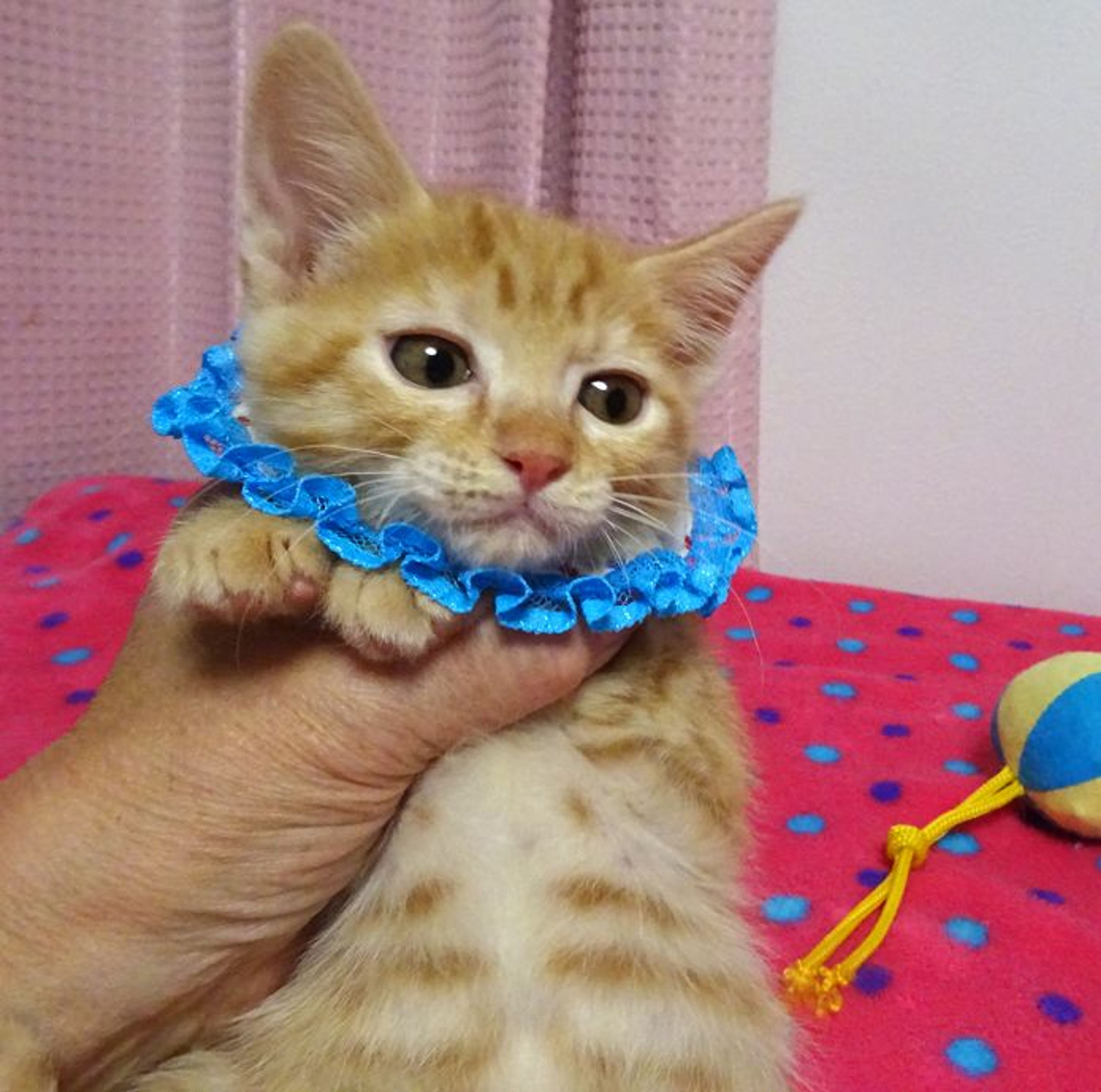 pet-image-3