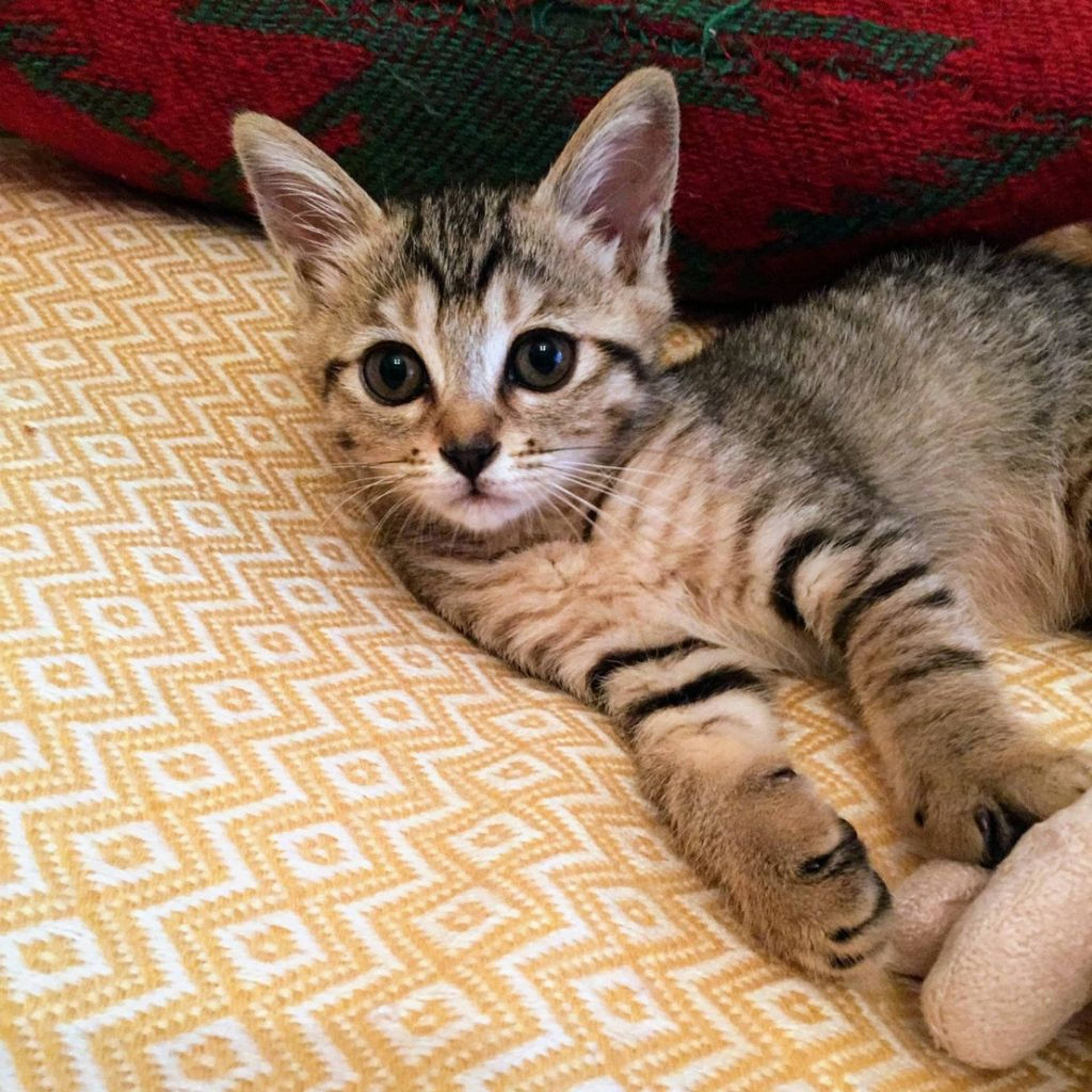 雑種（ミックス猫）・メスの里親募集の写真