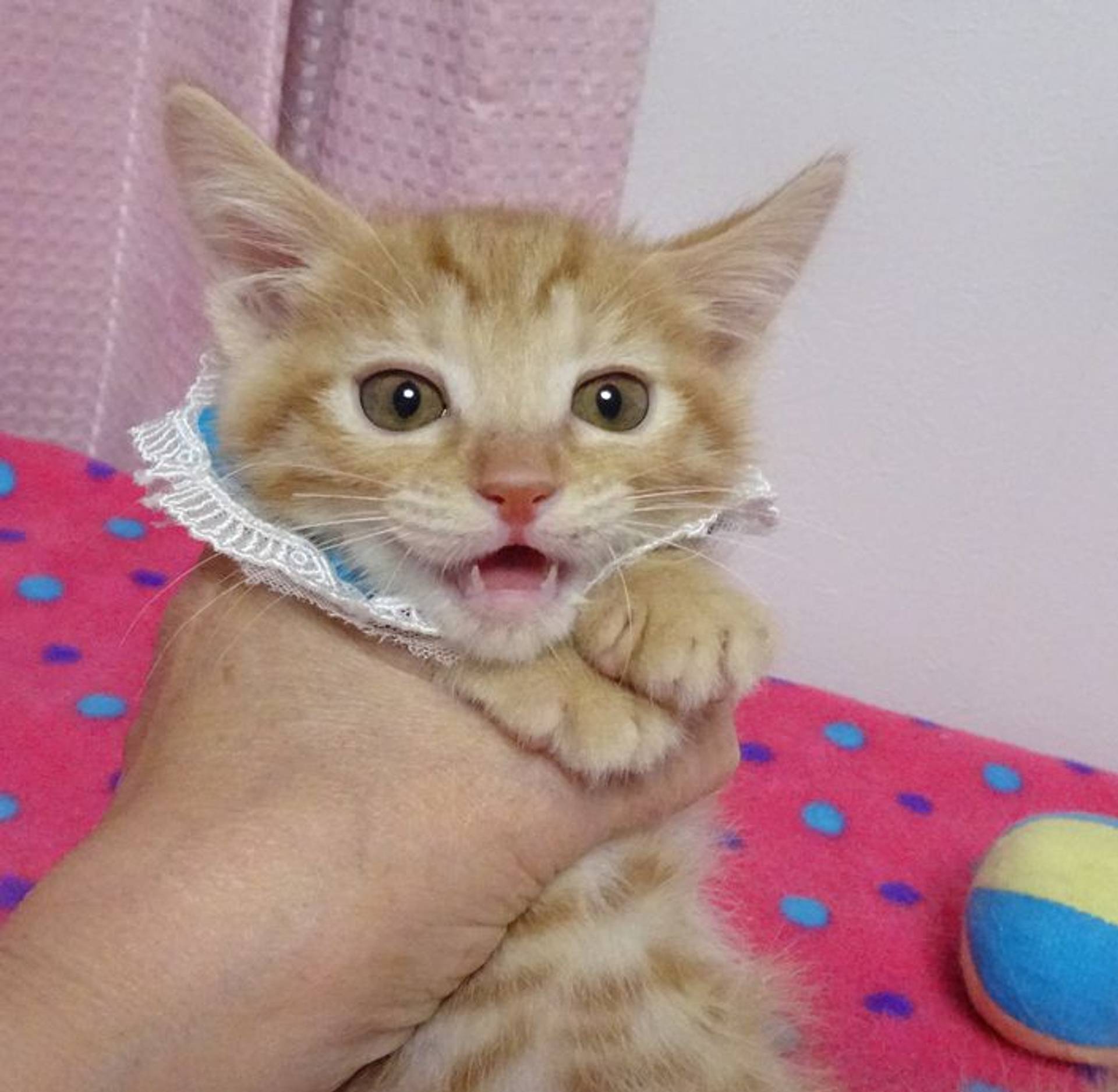 雑種（ミックス猫）・オスの里親募集の写真