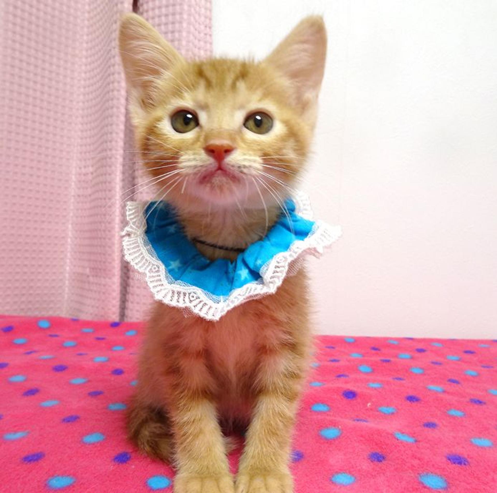 pet-image-2