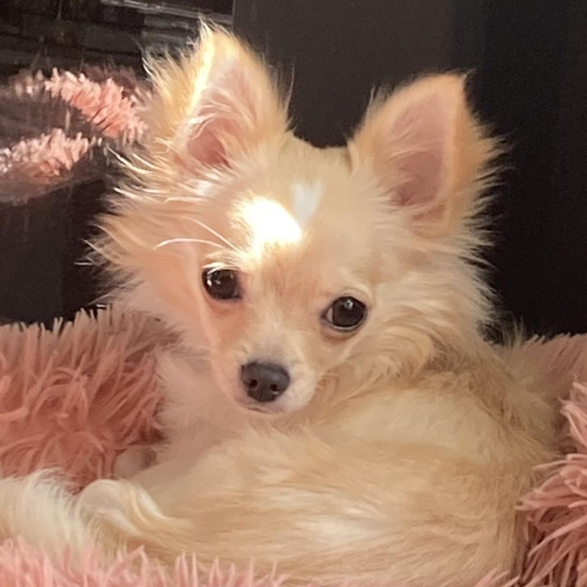 pet-image-2