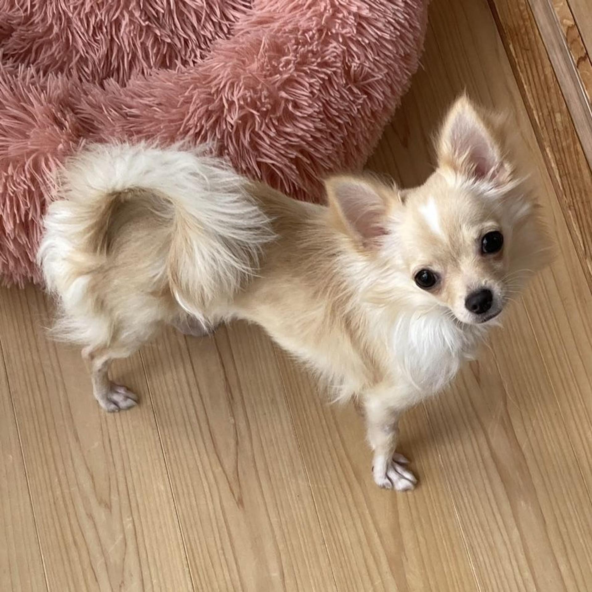 pet-image-7