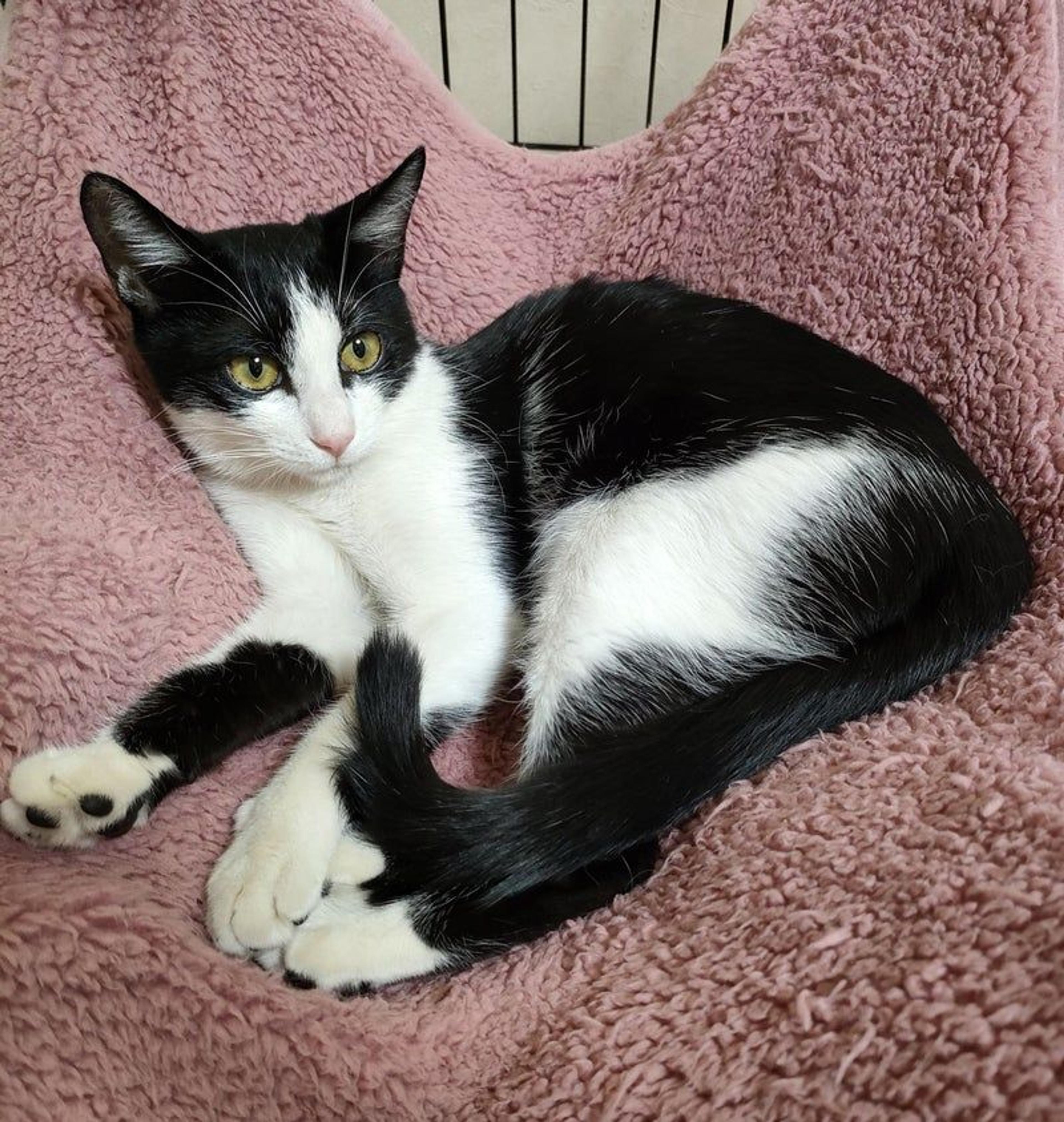 pet-image-2