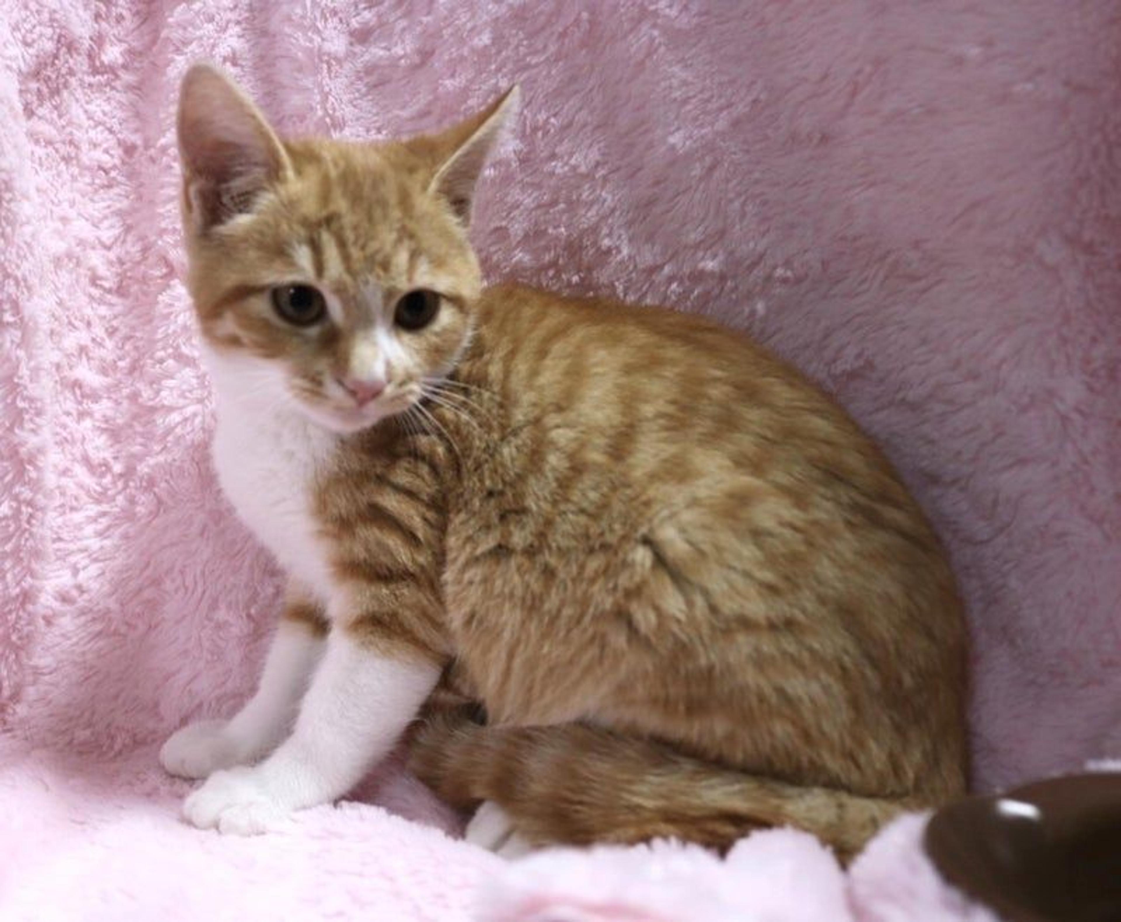 pet-image-2