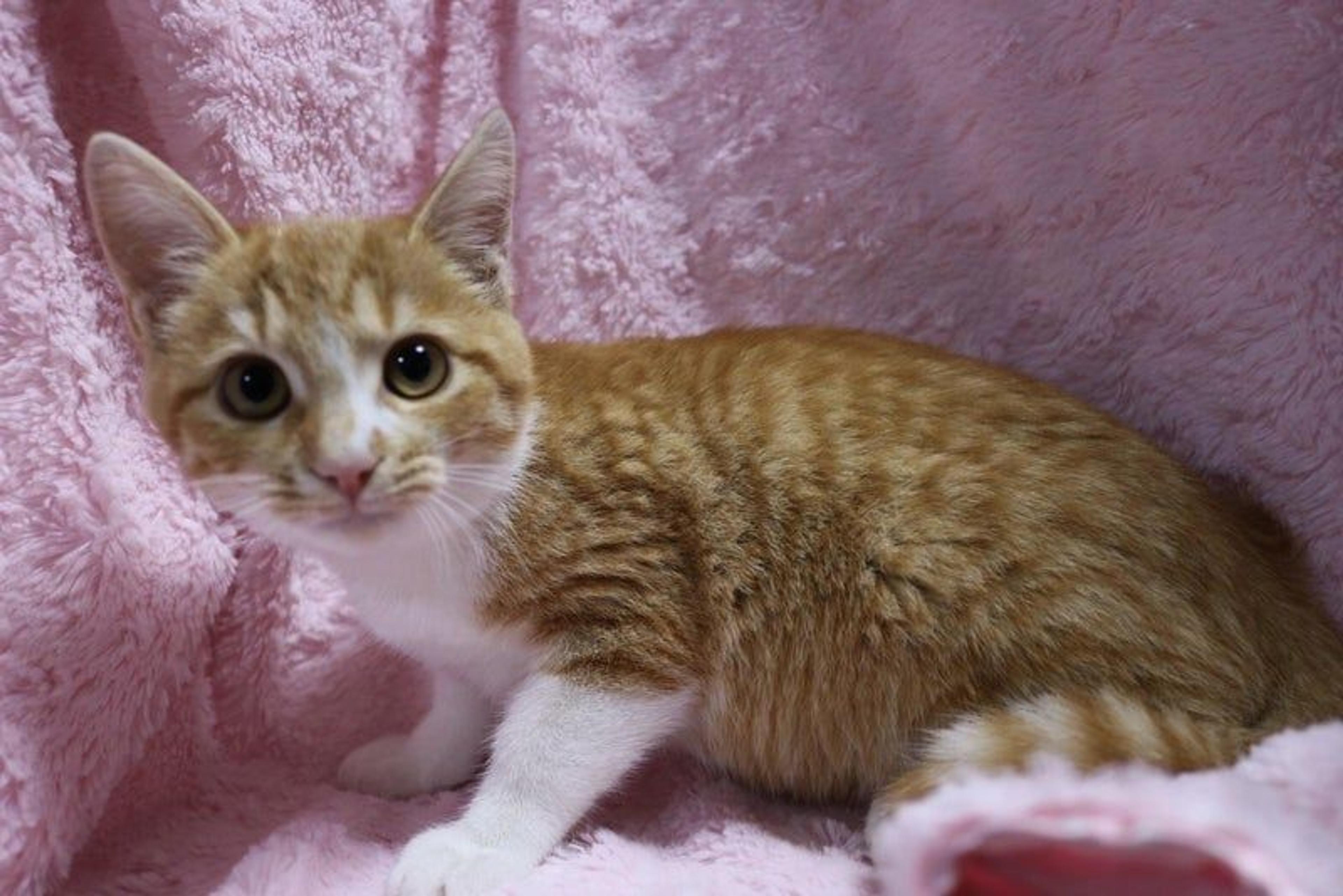 pet-image-3