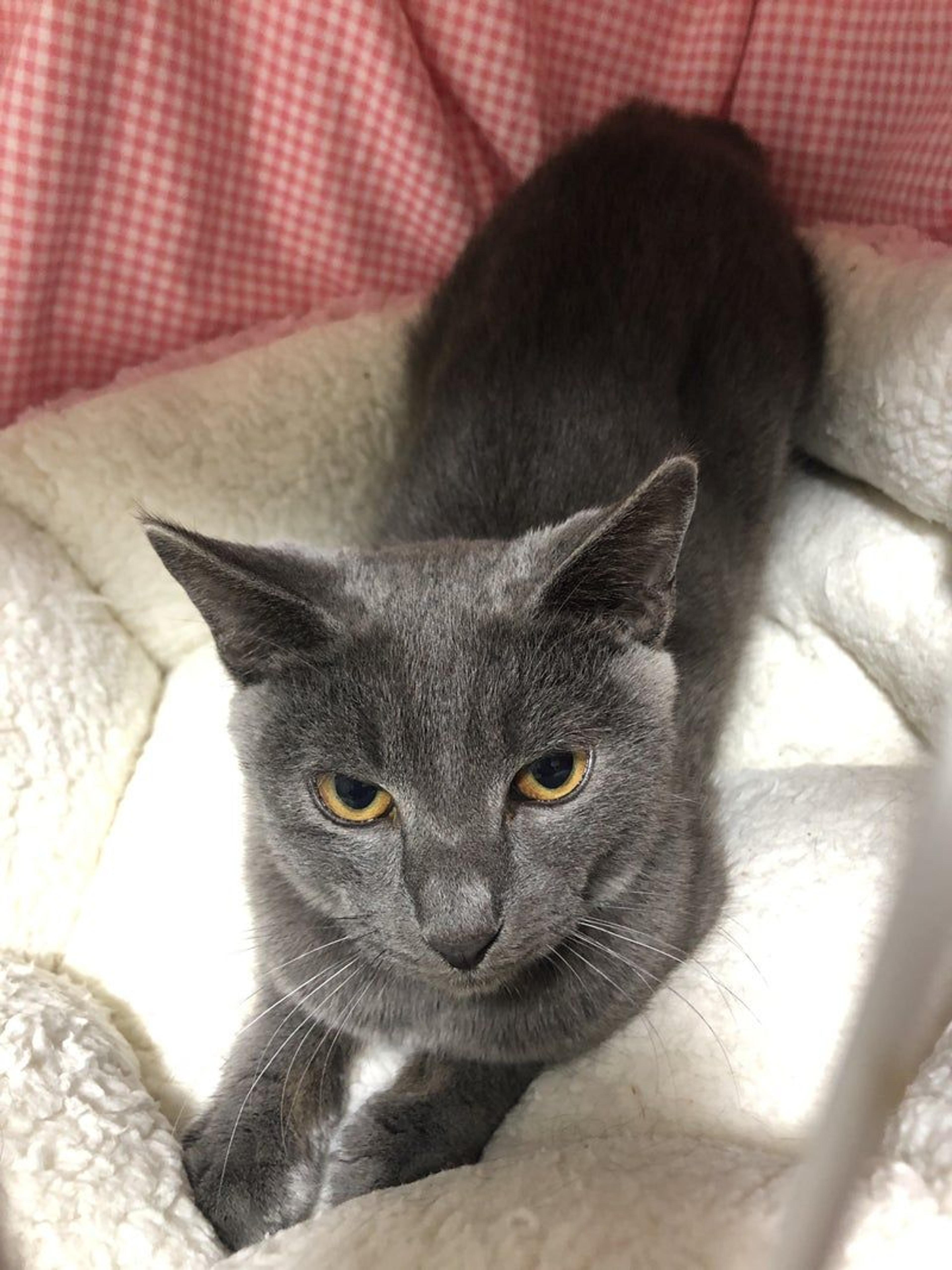 pet-image-2