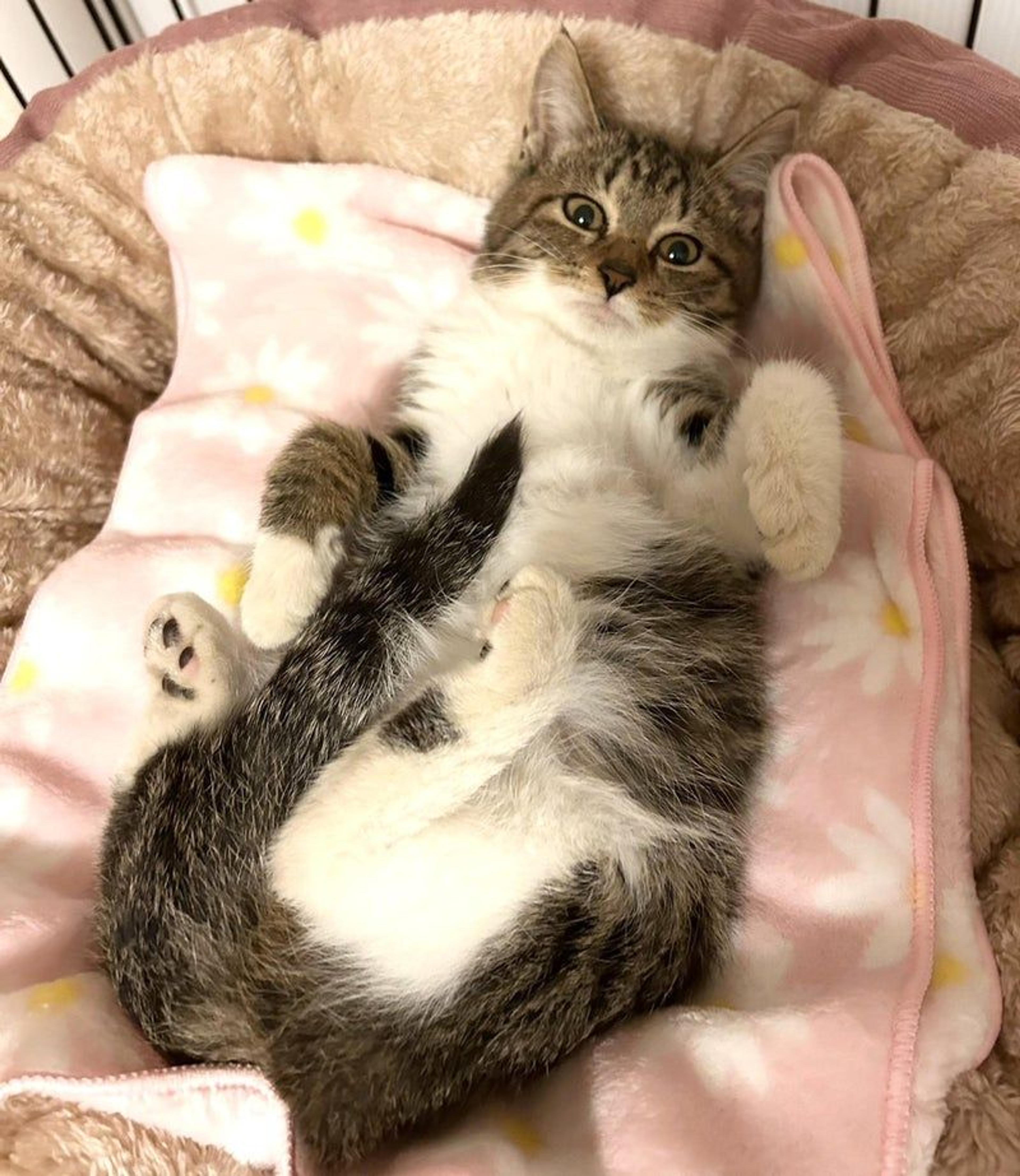 pet-image-3