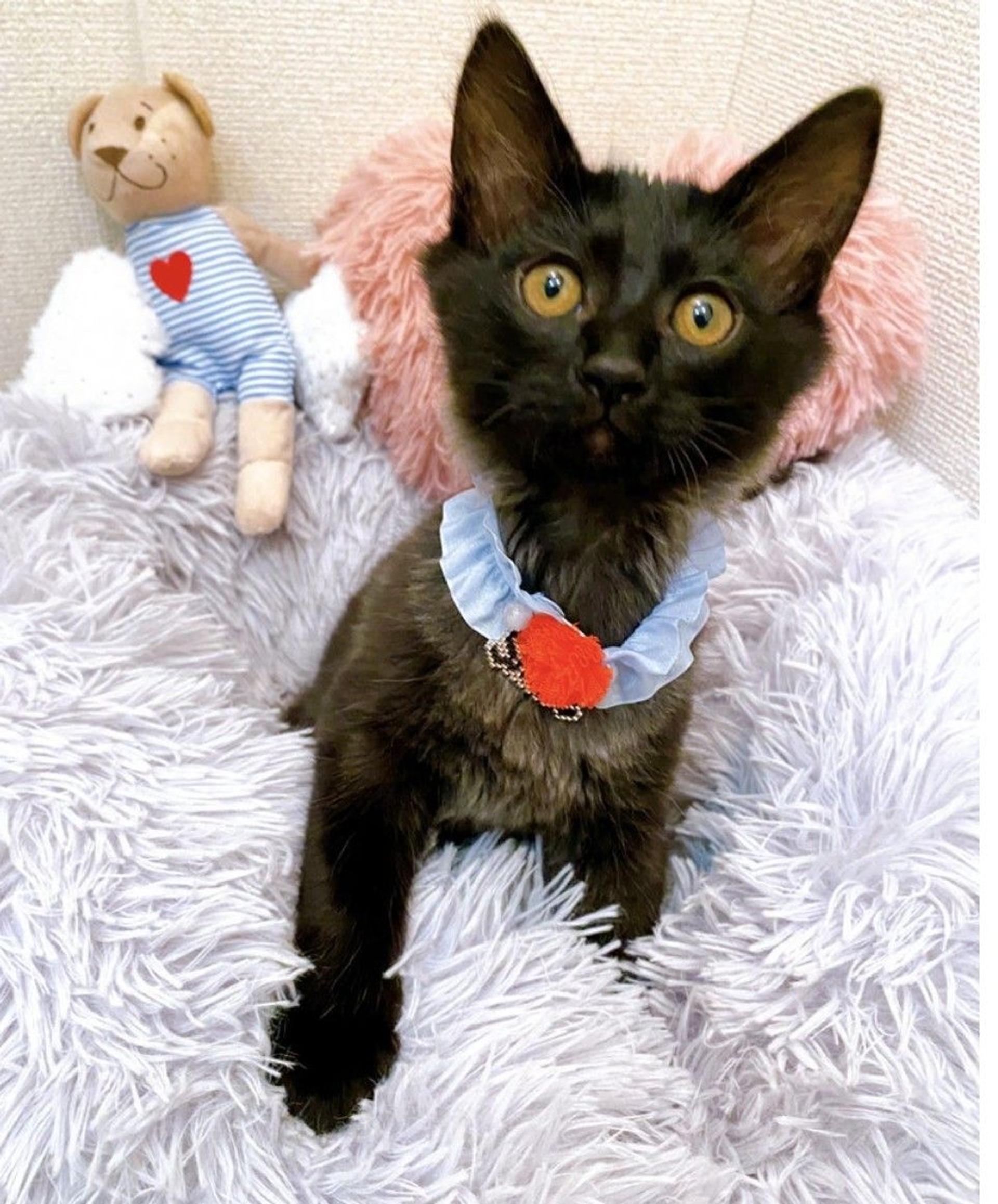 pet-image-2