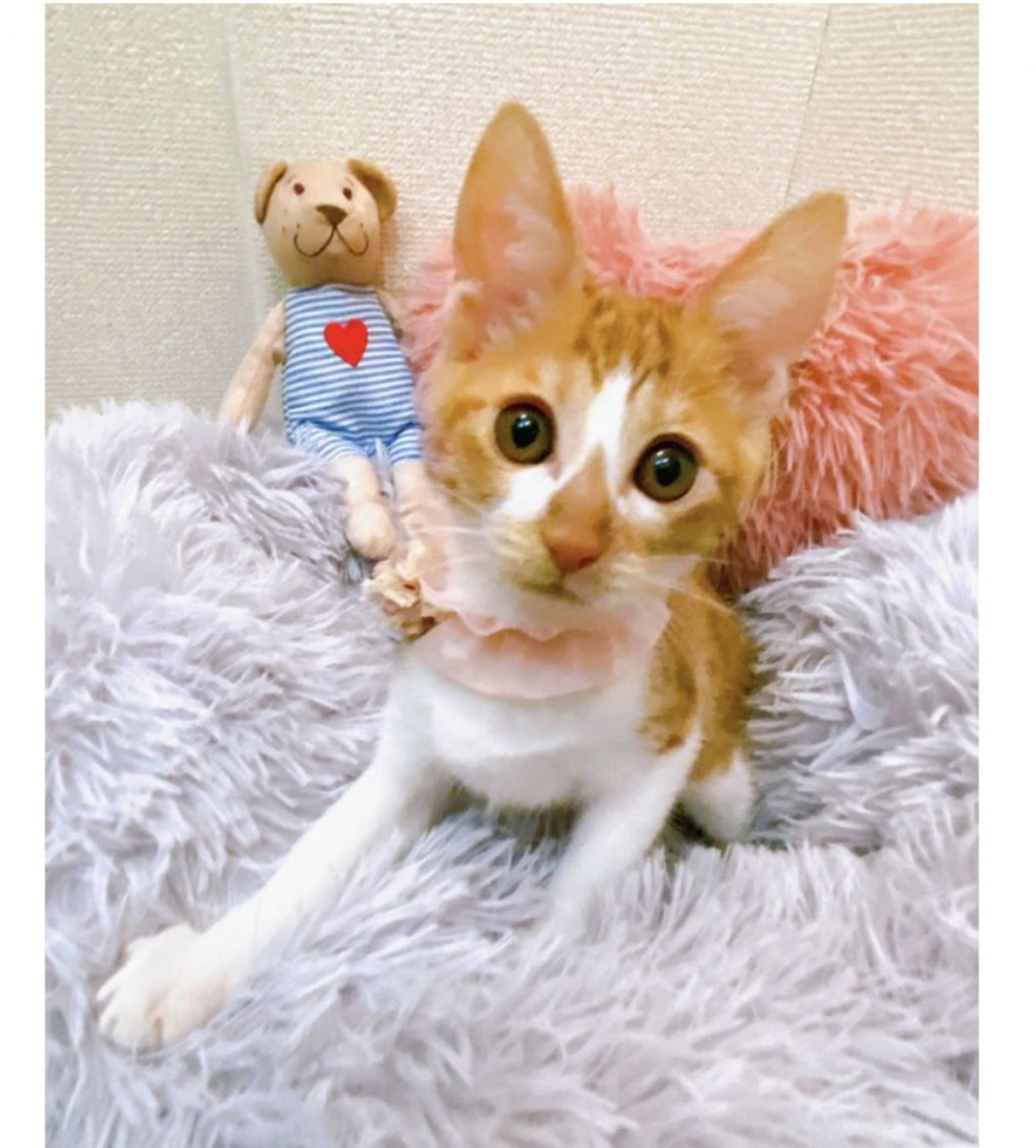 雑種（ミックス猫）・メスの里親募集の写真