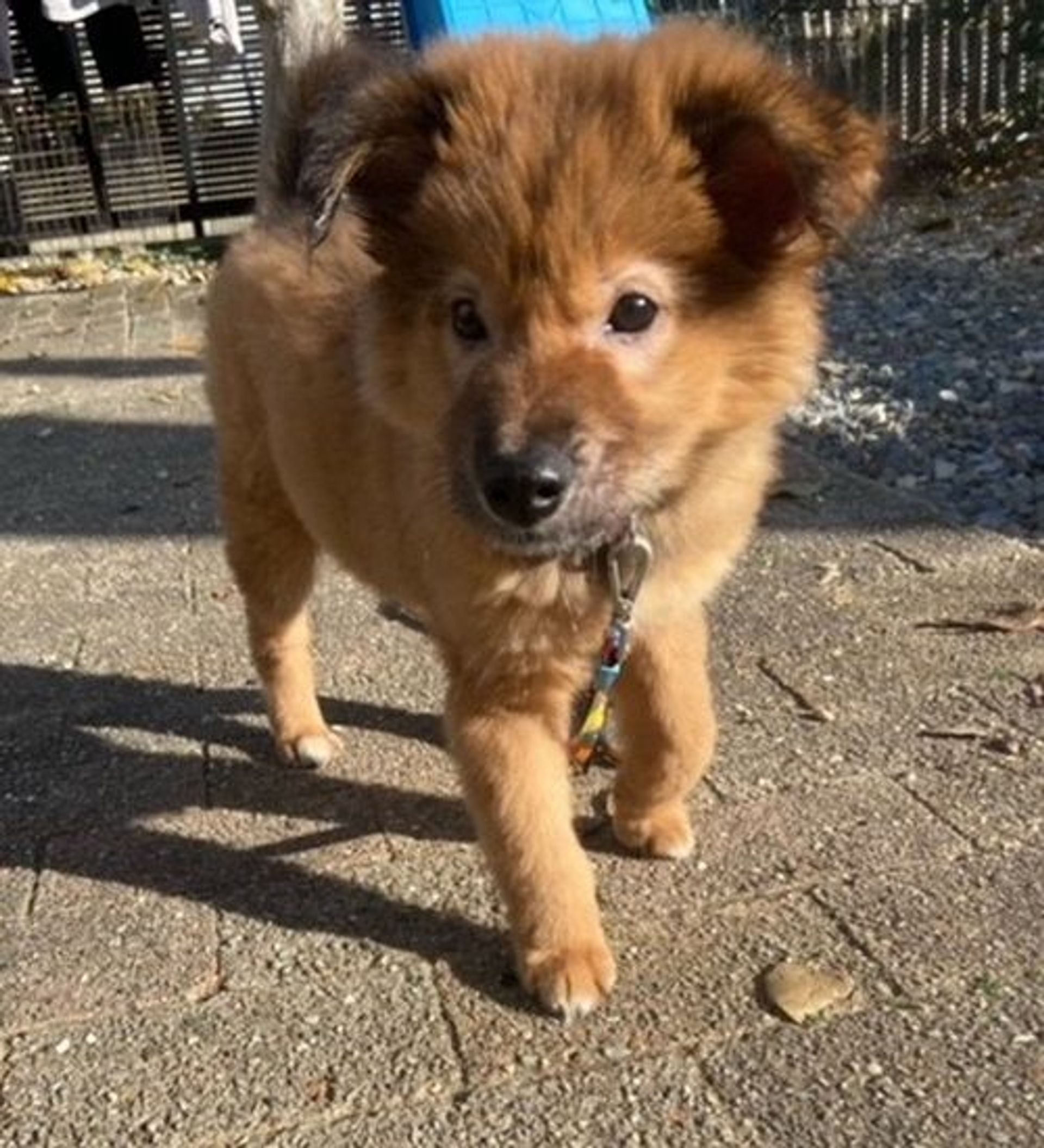雑種（ミックス犬）・メスの里親募集の写真