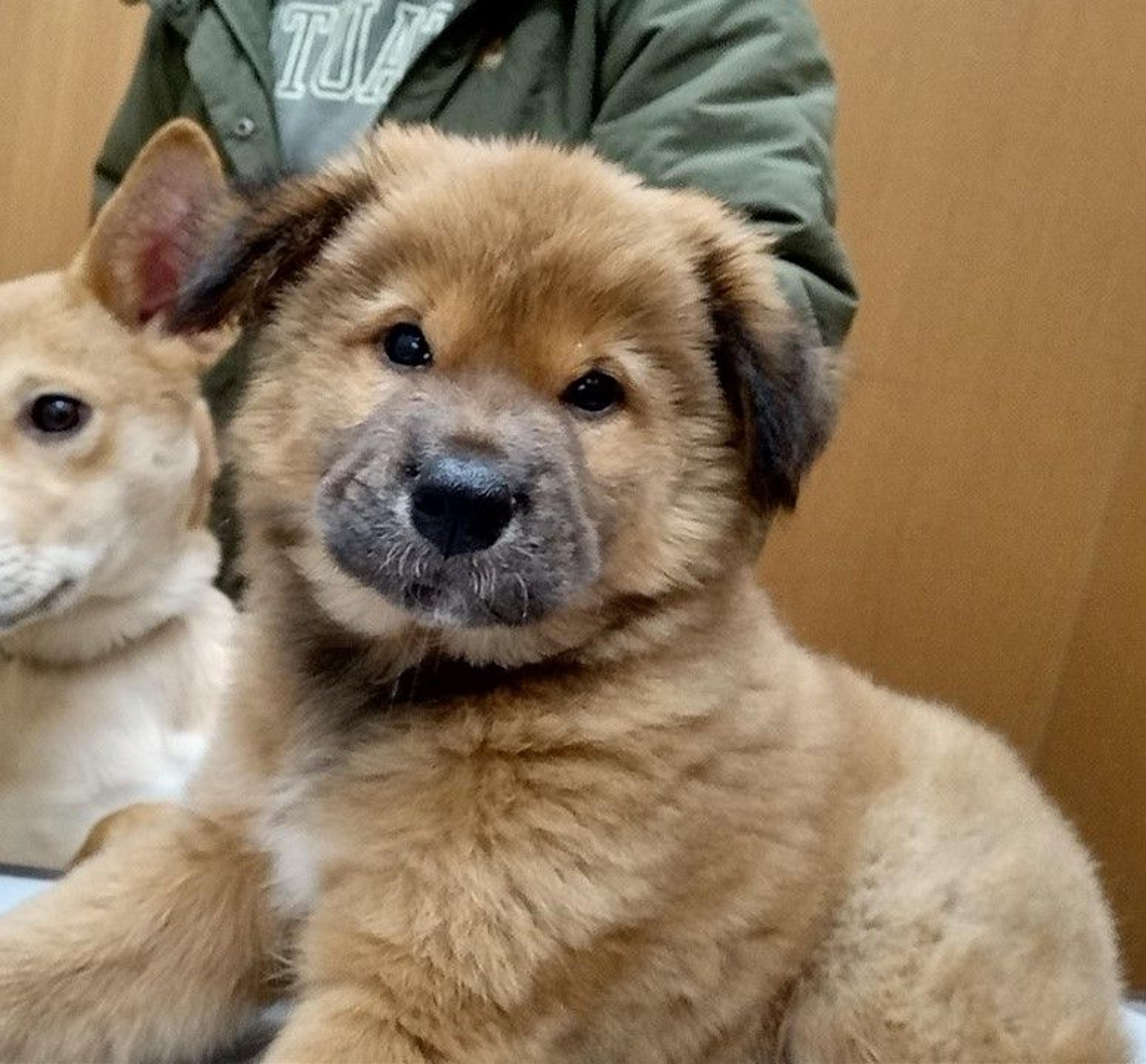 pet-image-2
