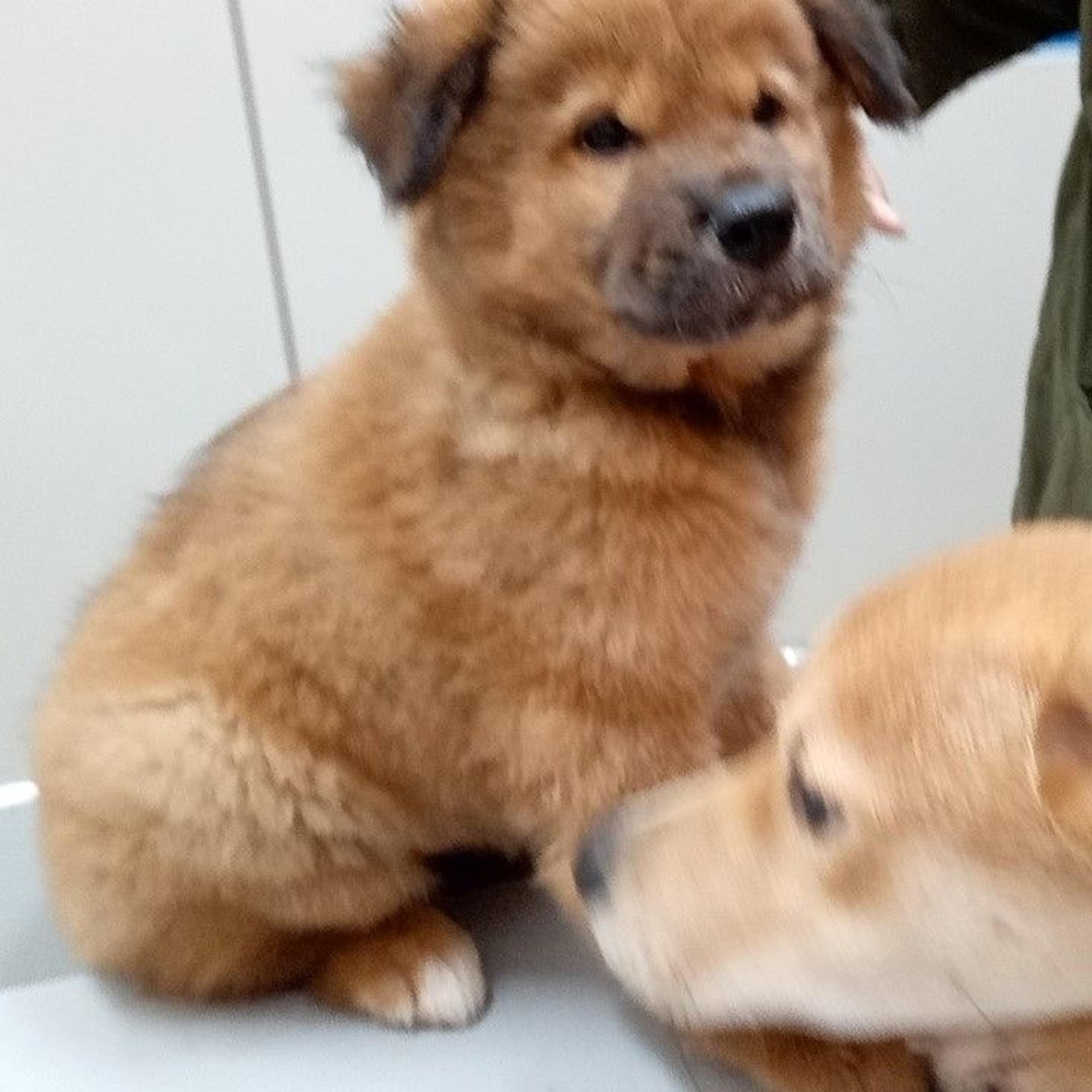 pet-image-4