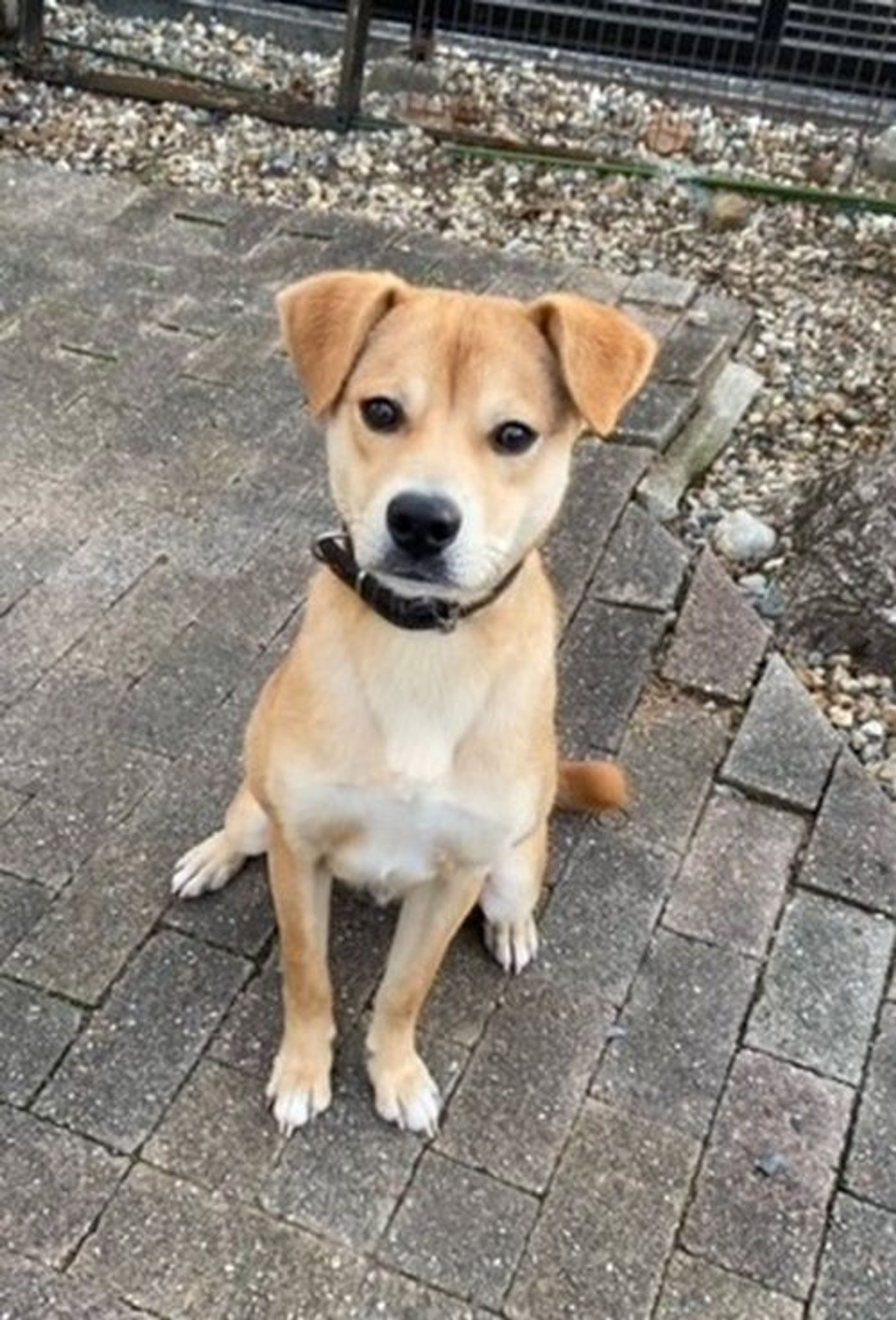 雑種（ミックス犬）・オスの里親募集の写真