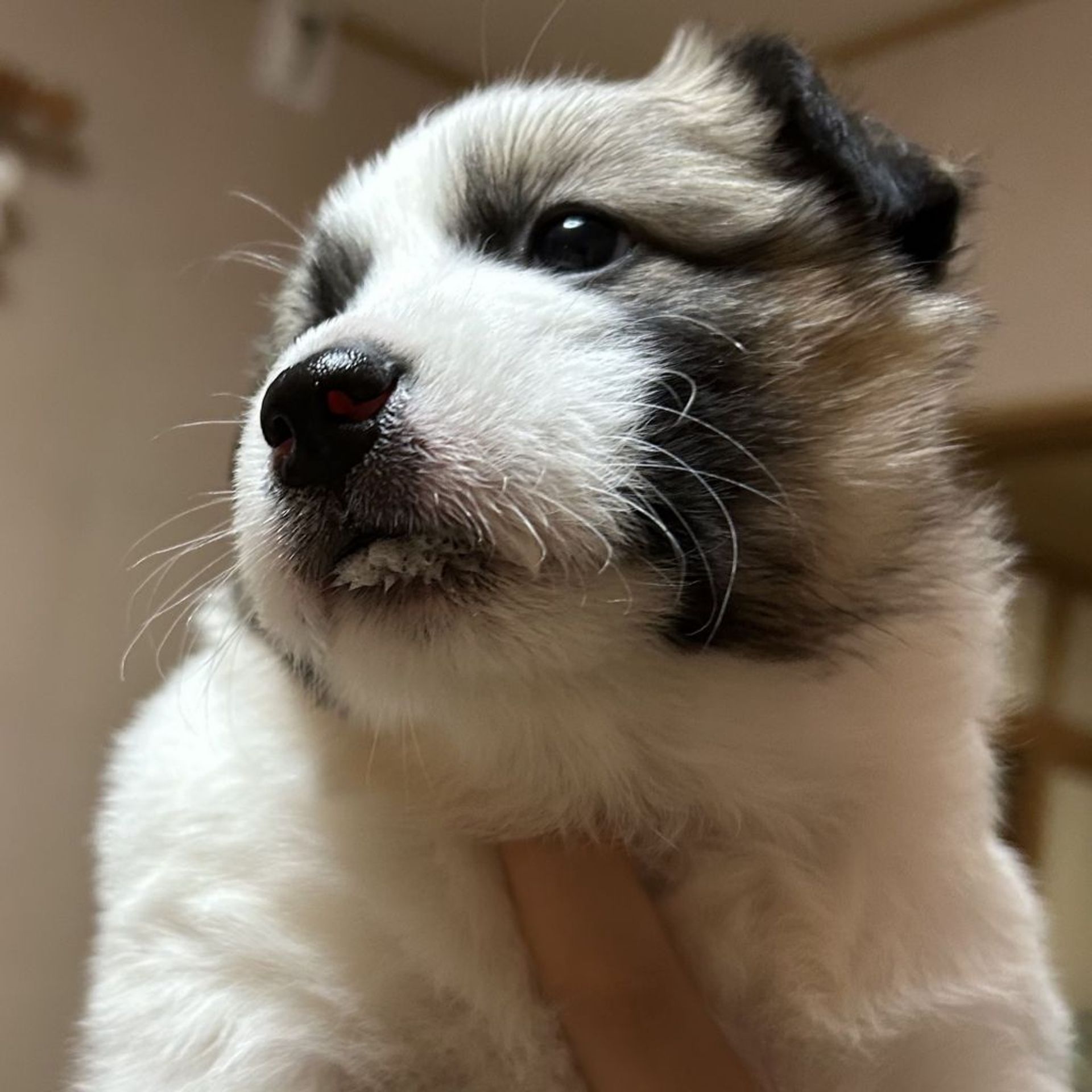 雑種（ミックス犬）・メスの里親募集の写真