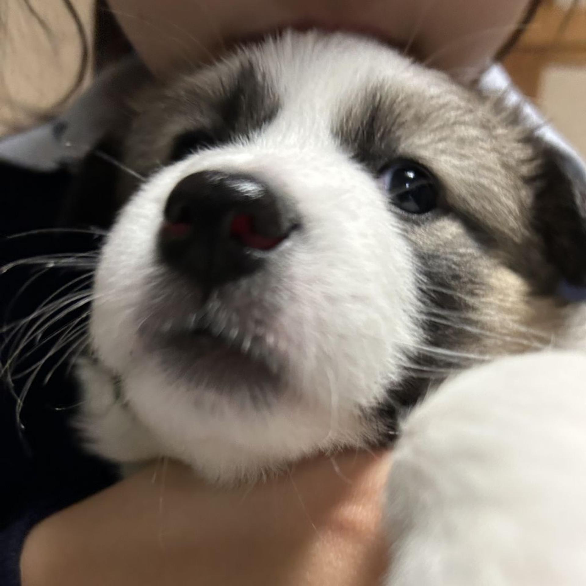 pet-image-2