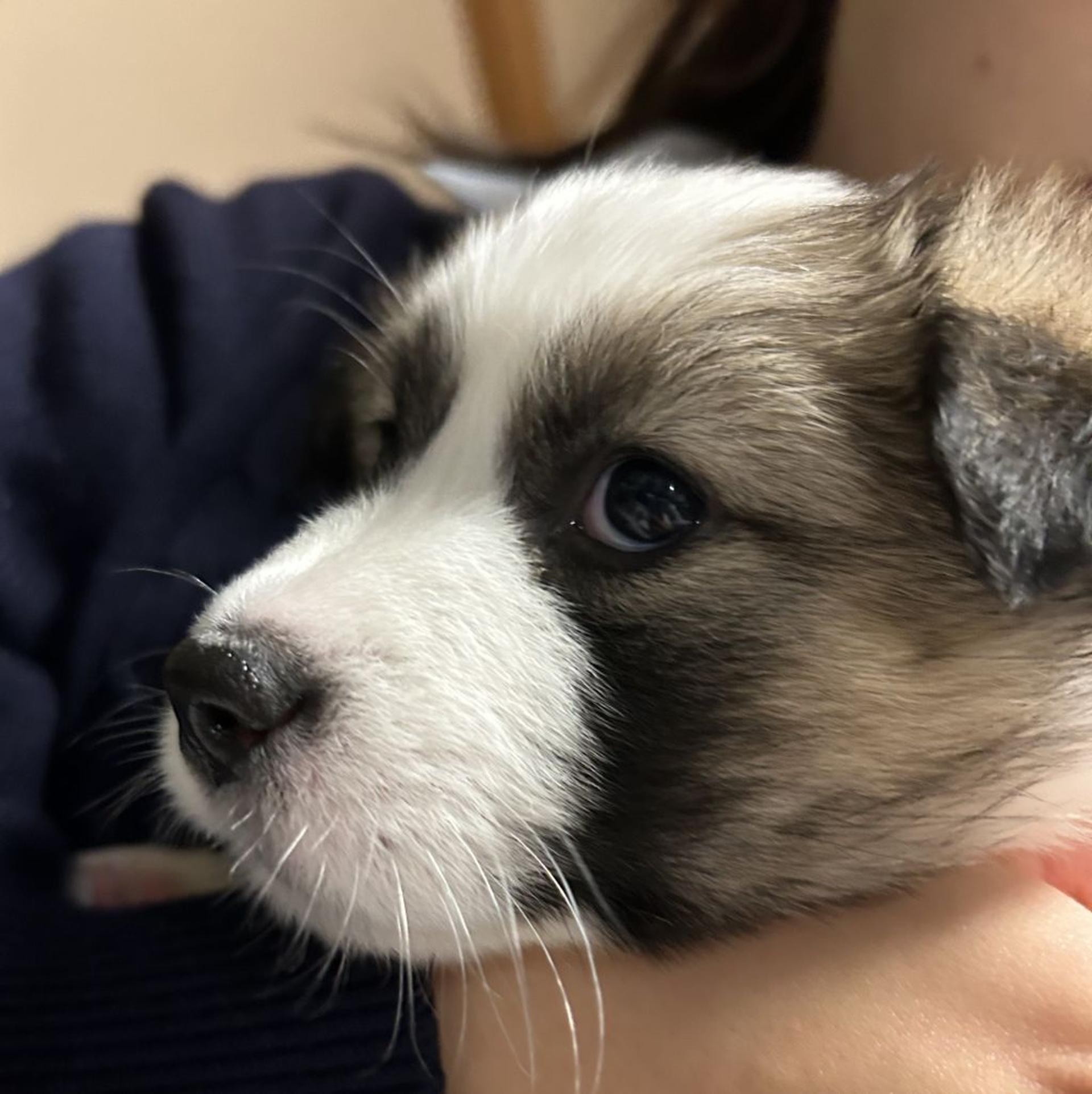 pet-image-3