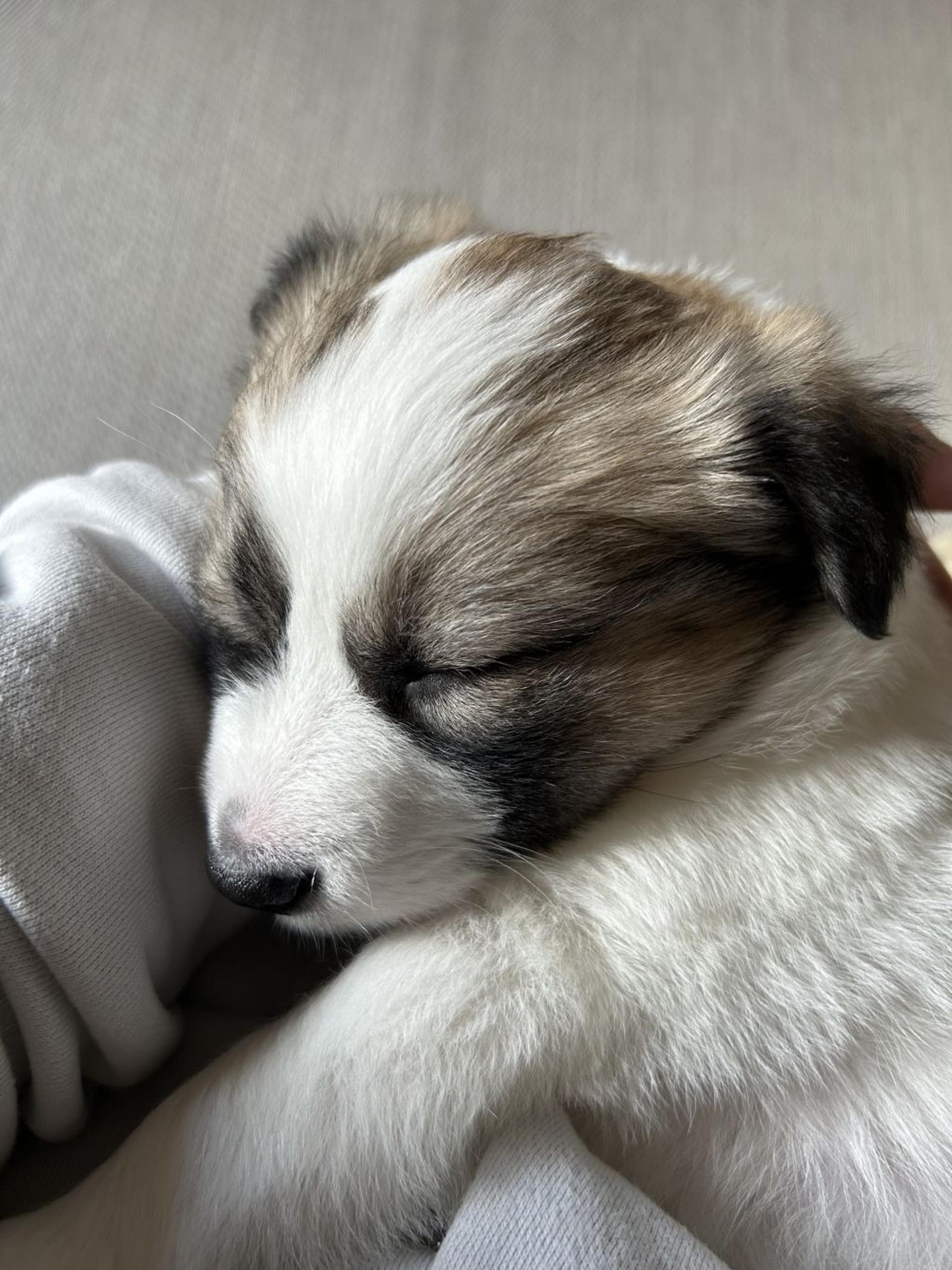 pet-image-5