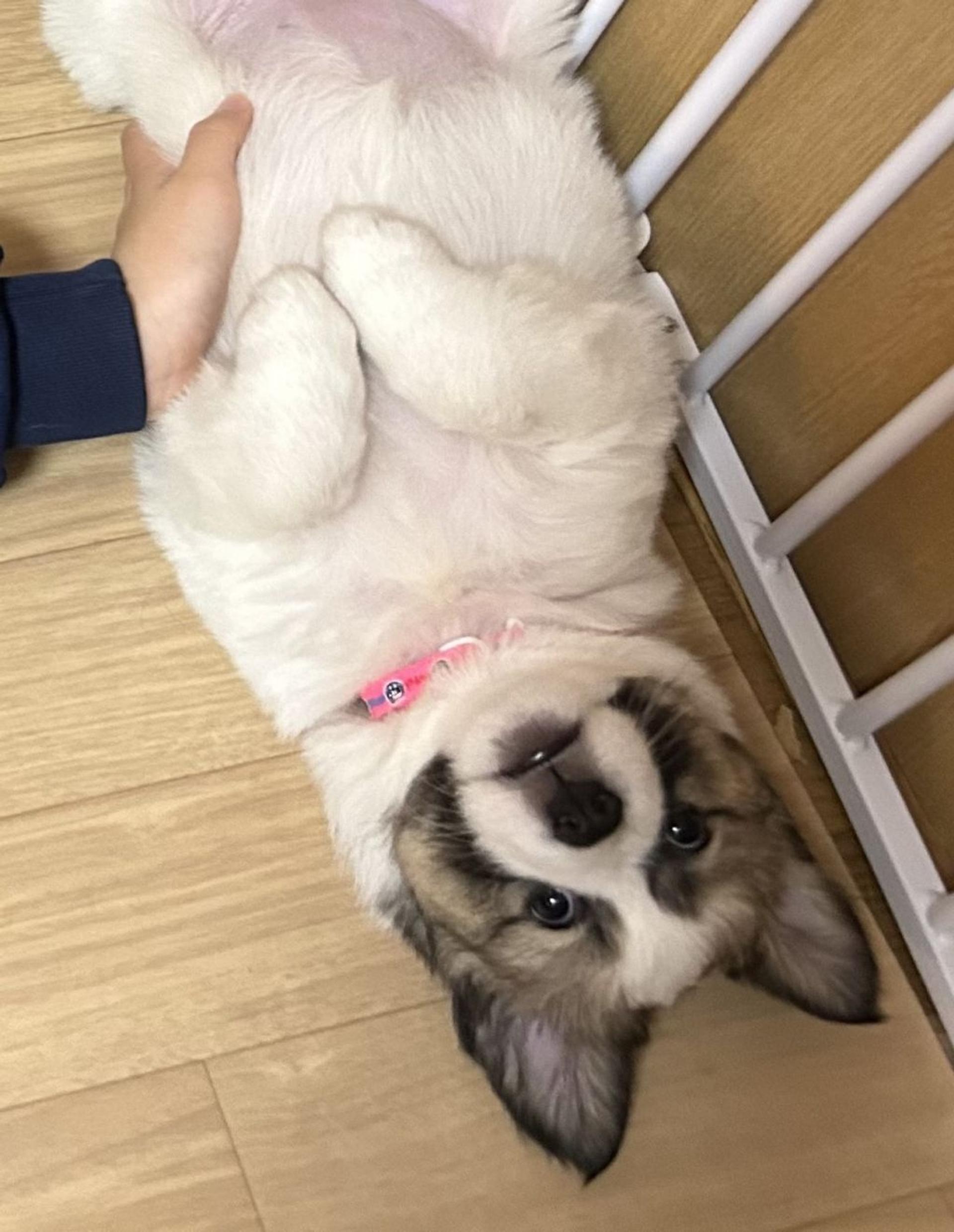 pet-image-7