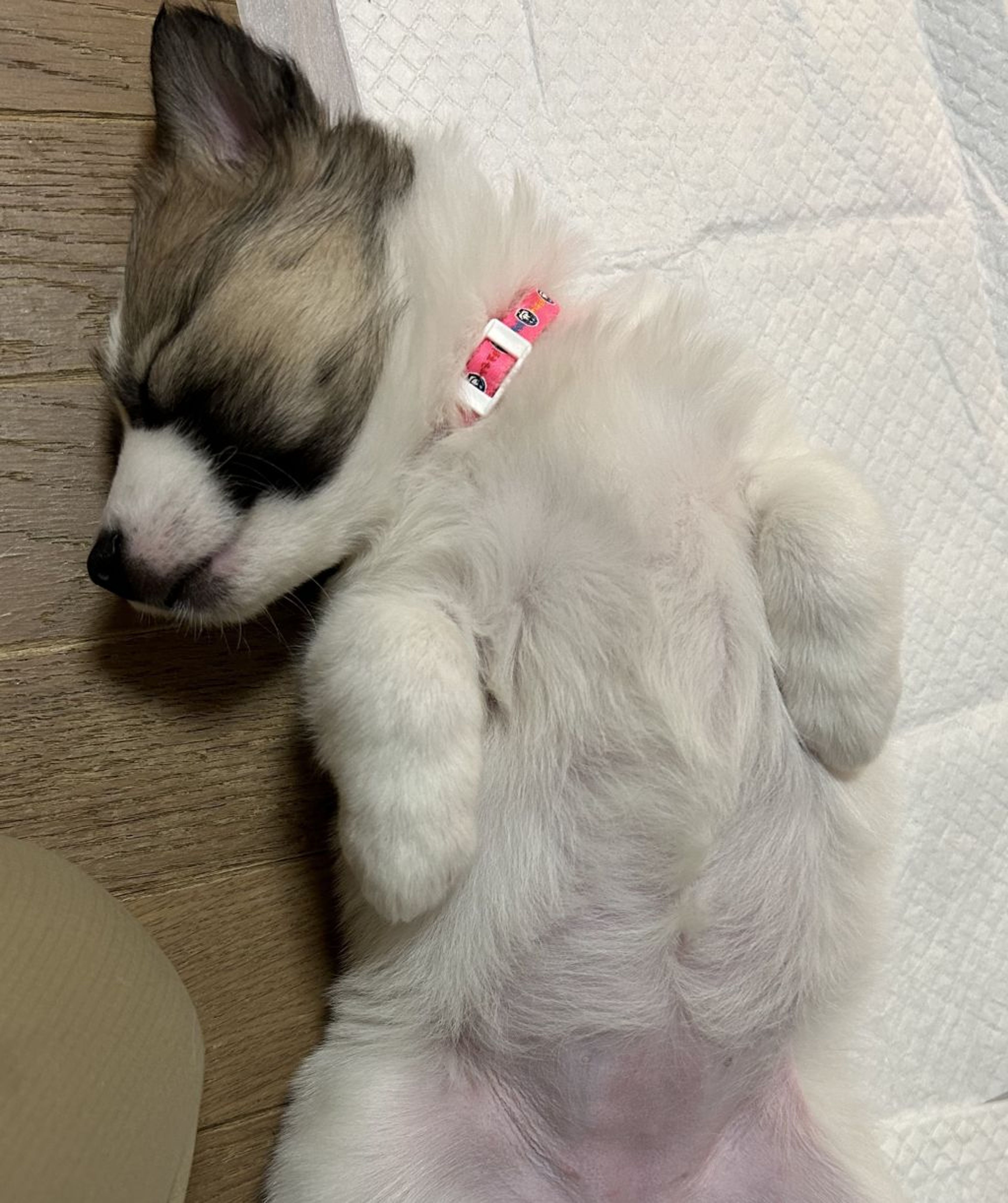 pet-image-8