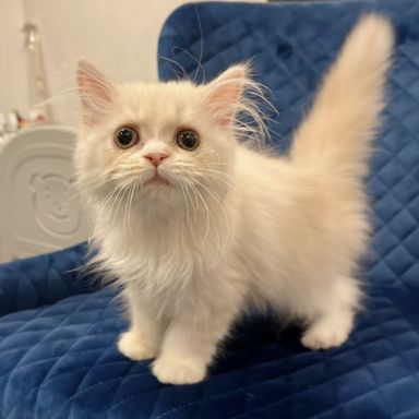 ハニーの写真
