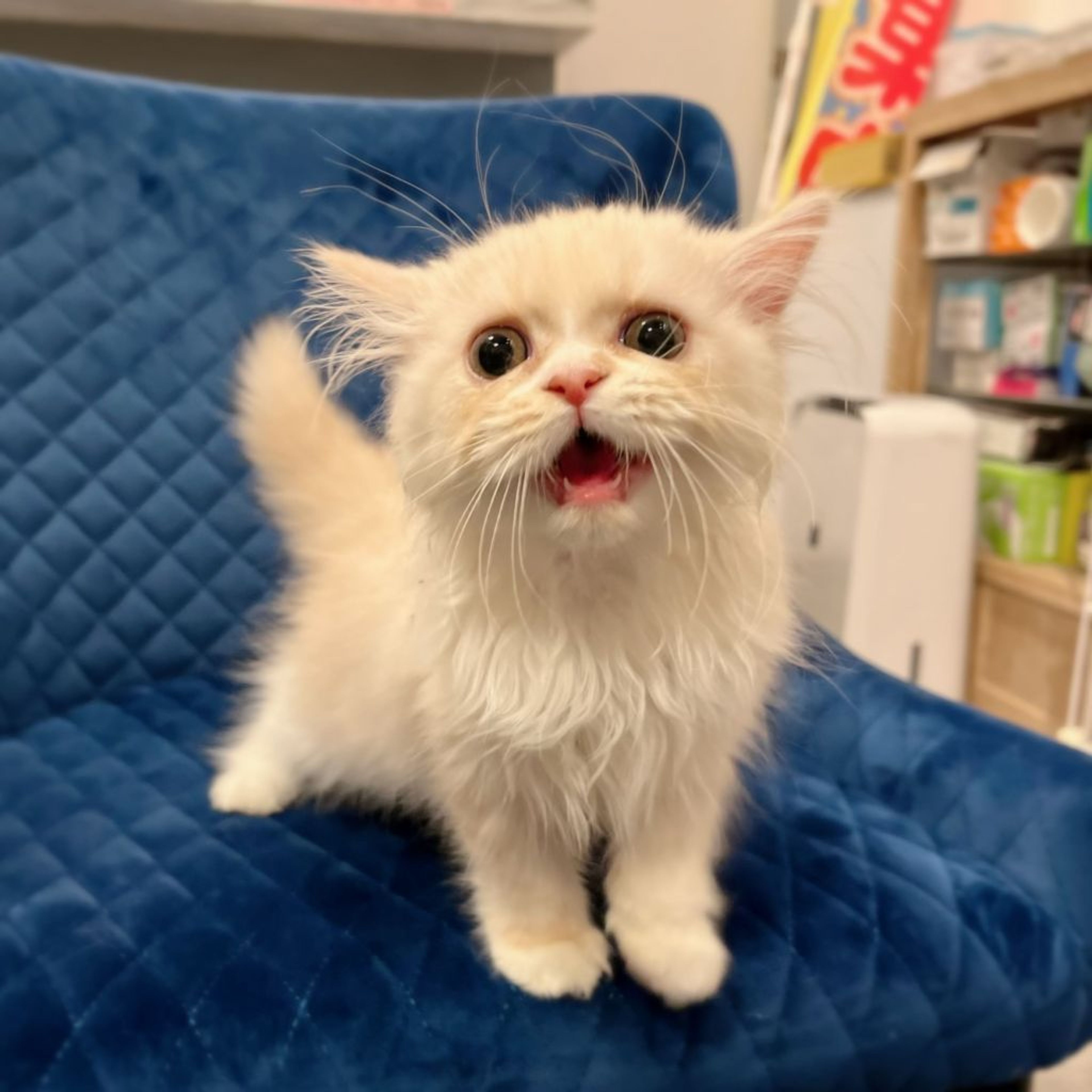 pet-image-3