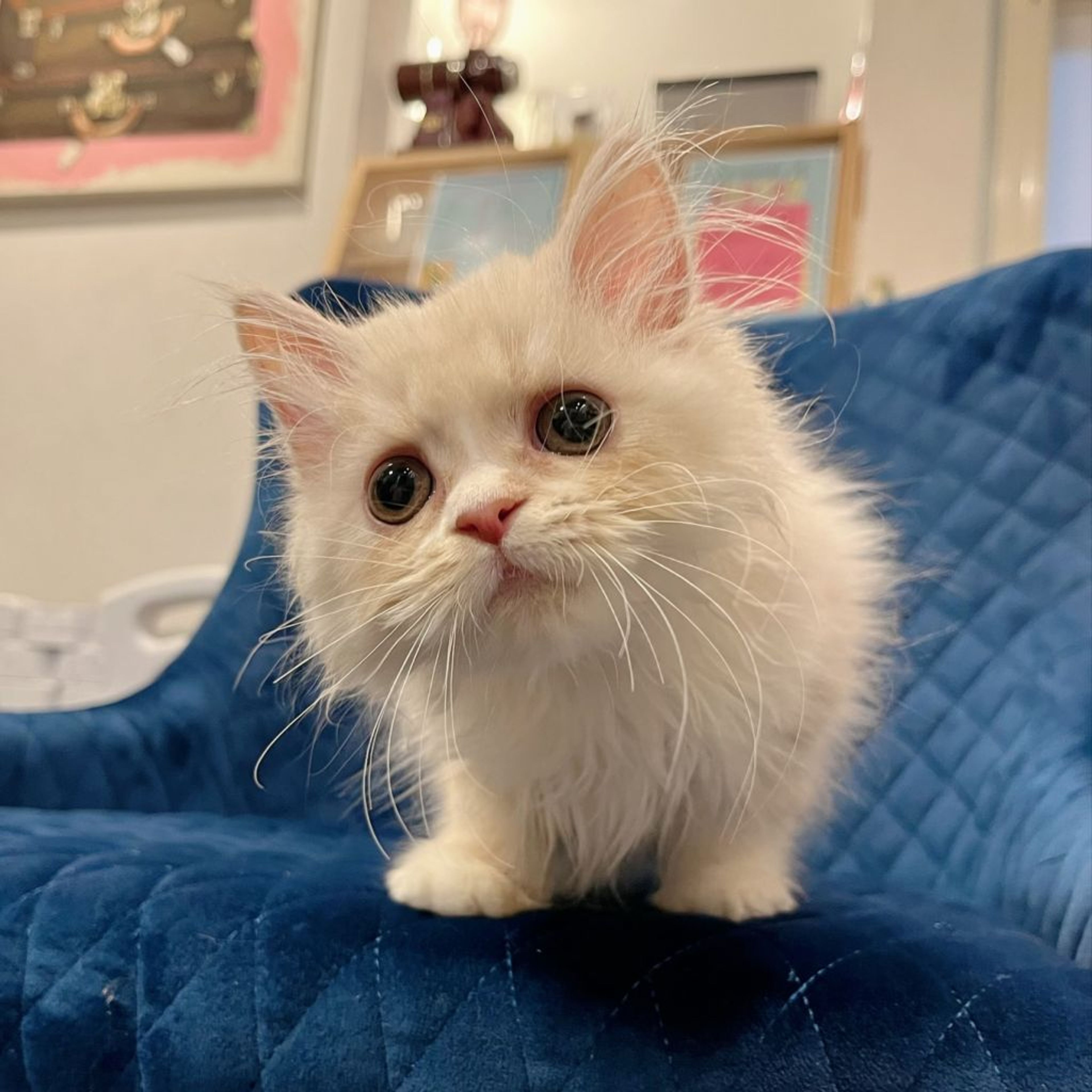 pet-image-4