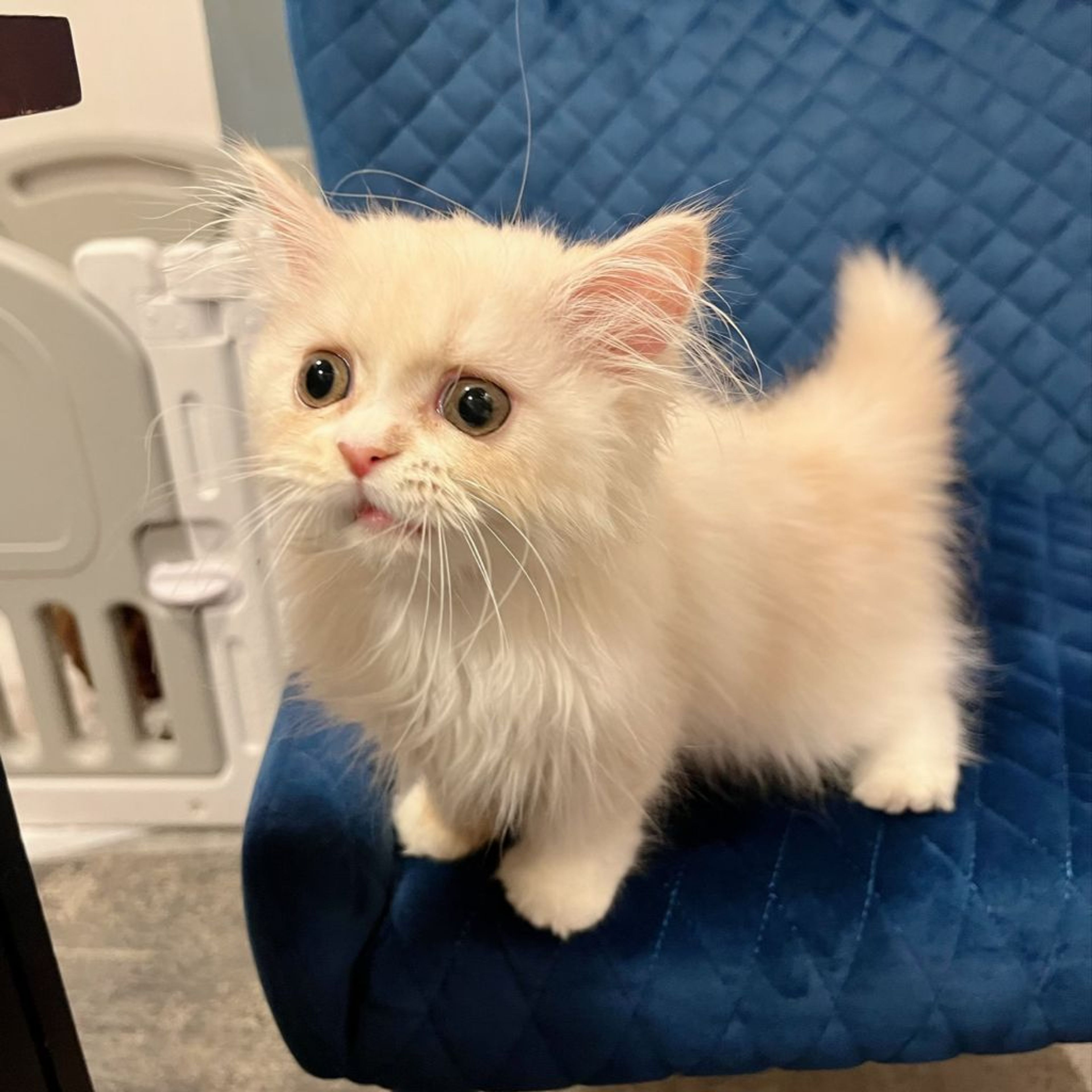 pet-image-7