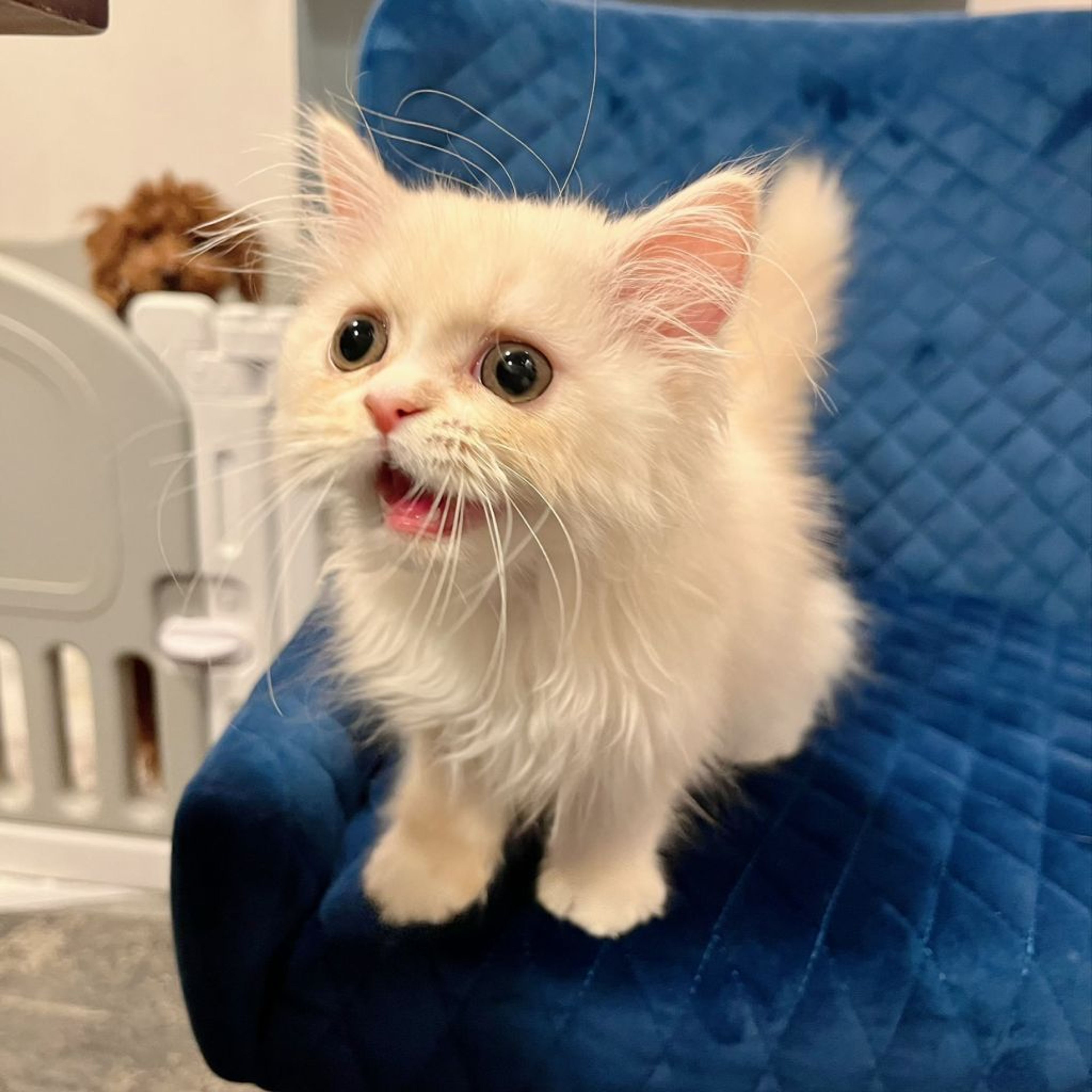 pet-image-8
