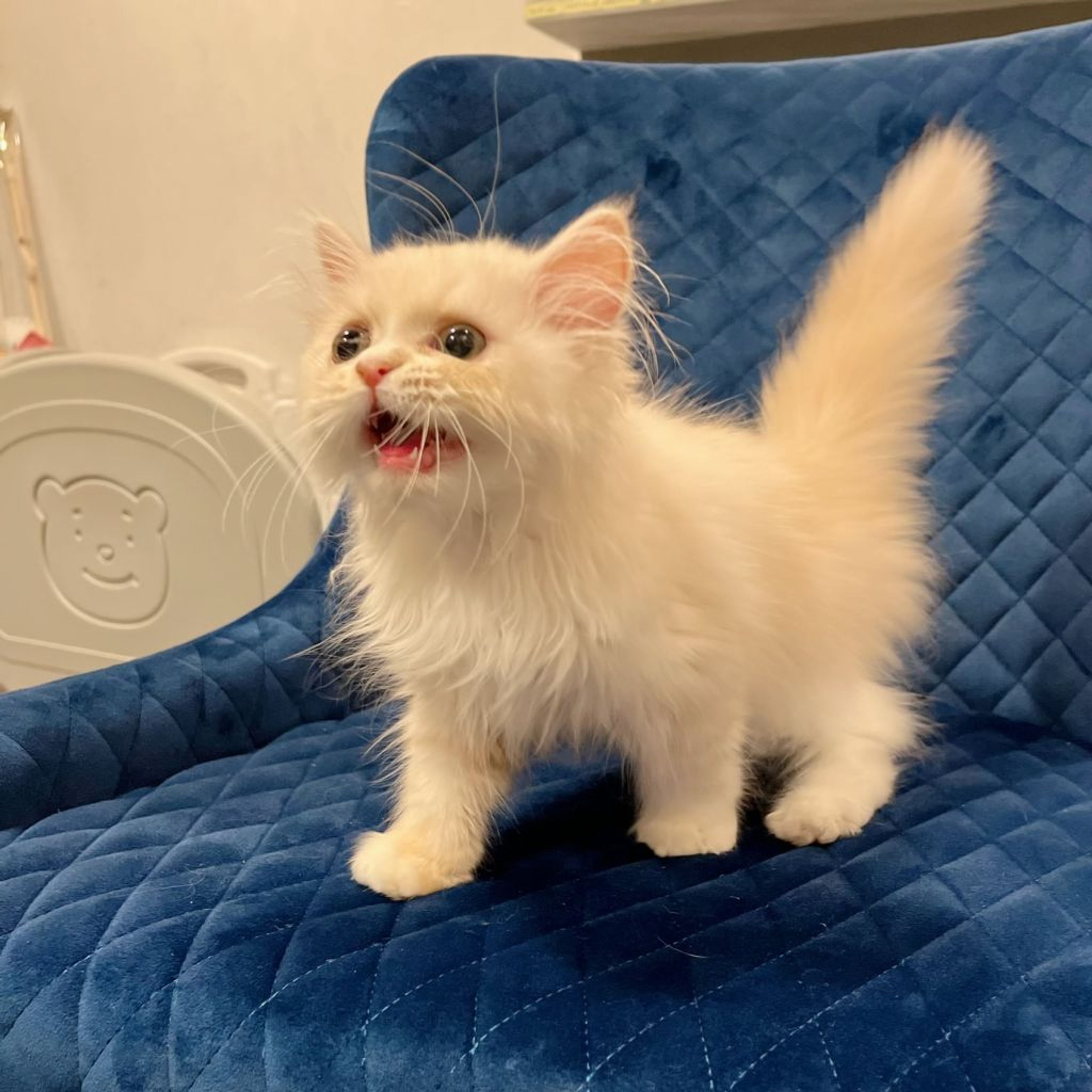 pet-image-9
