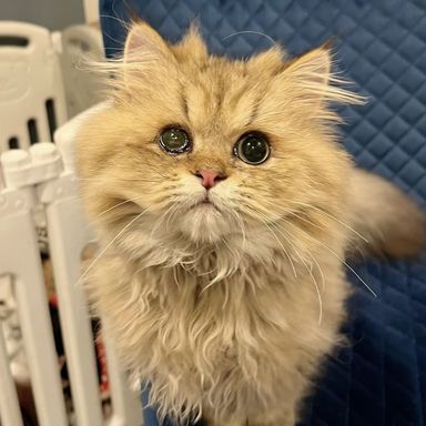 ロゼの写真