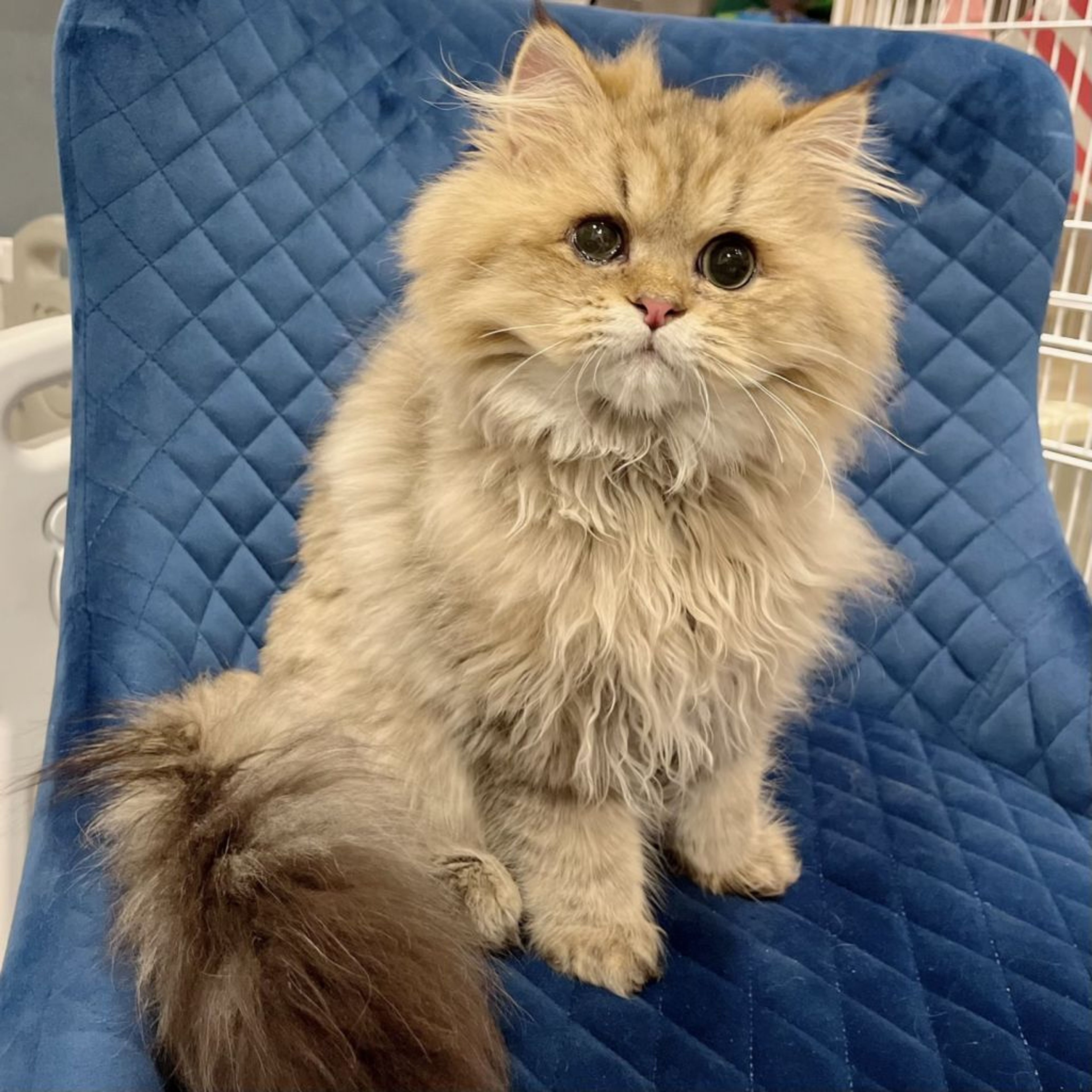 pet-image-2