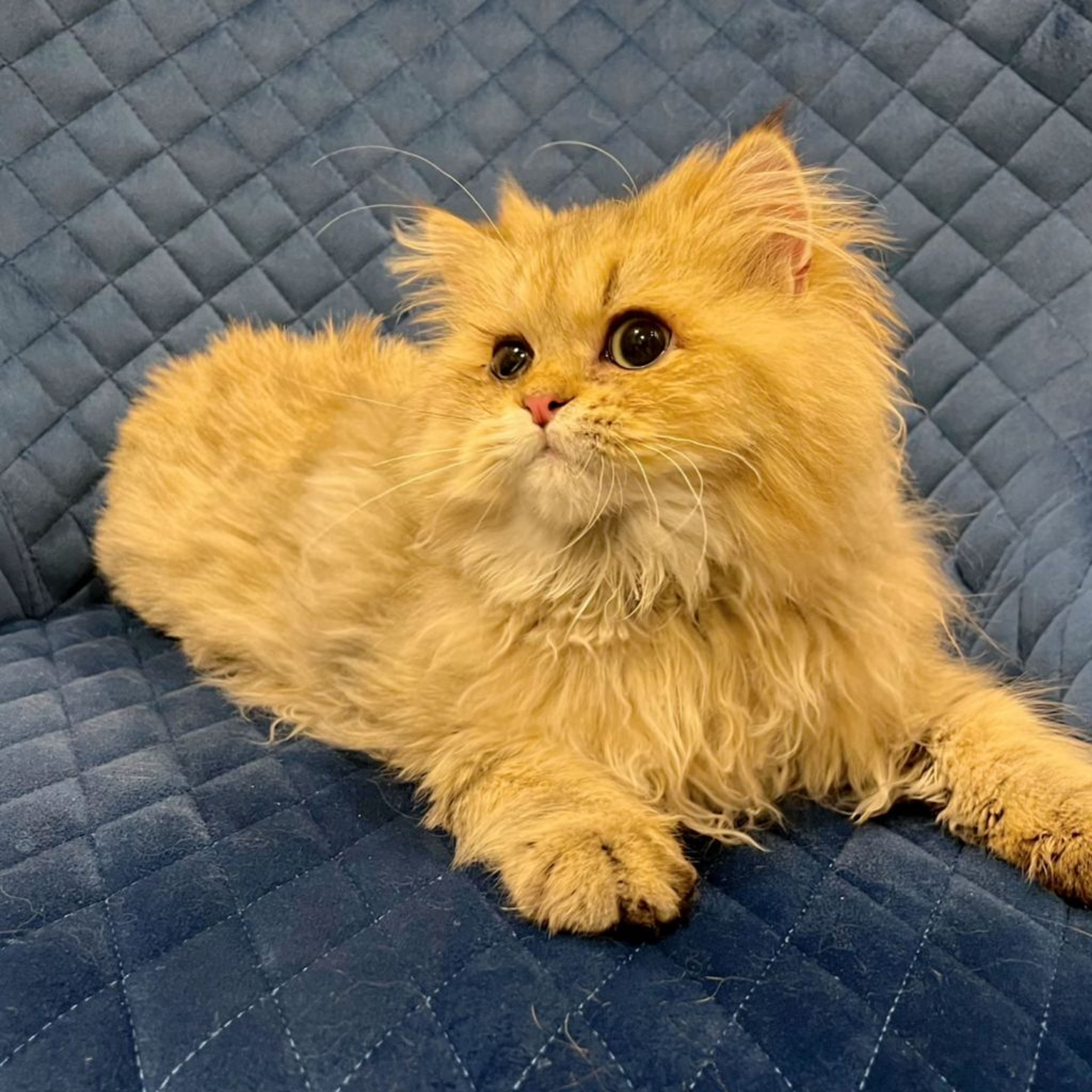 pet-image-3
