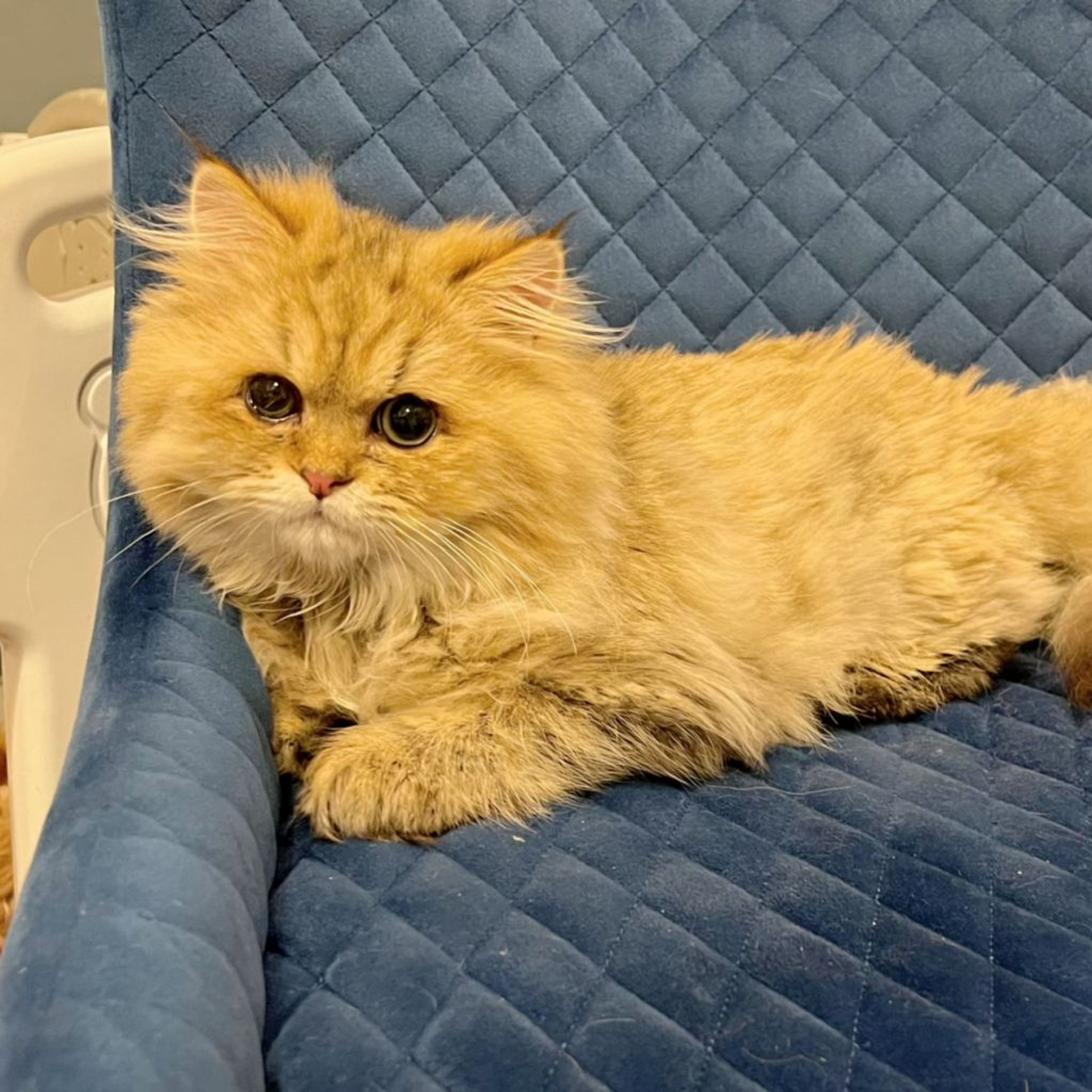 pet-image-6