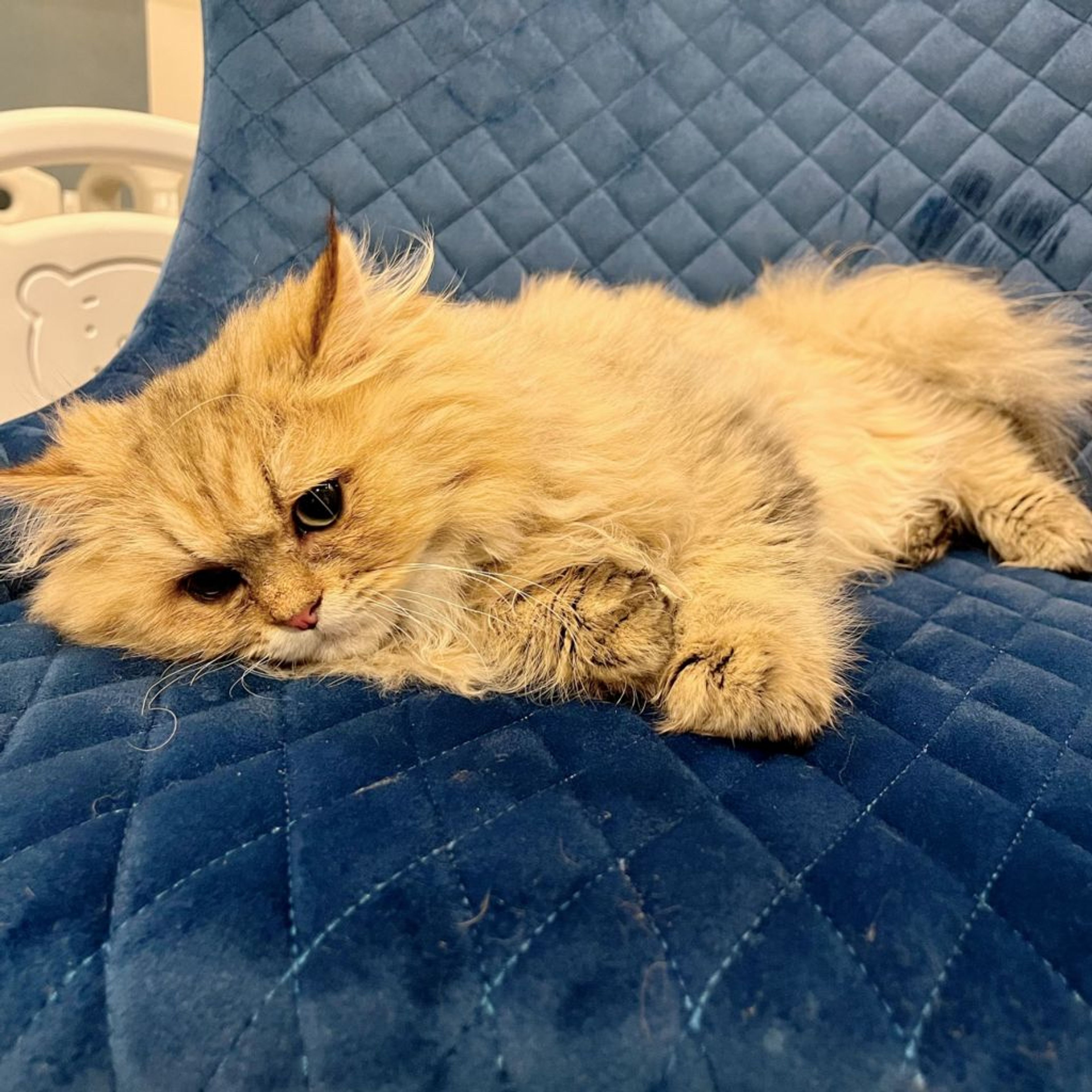 pet-image-9