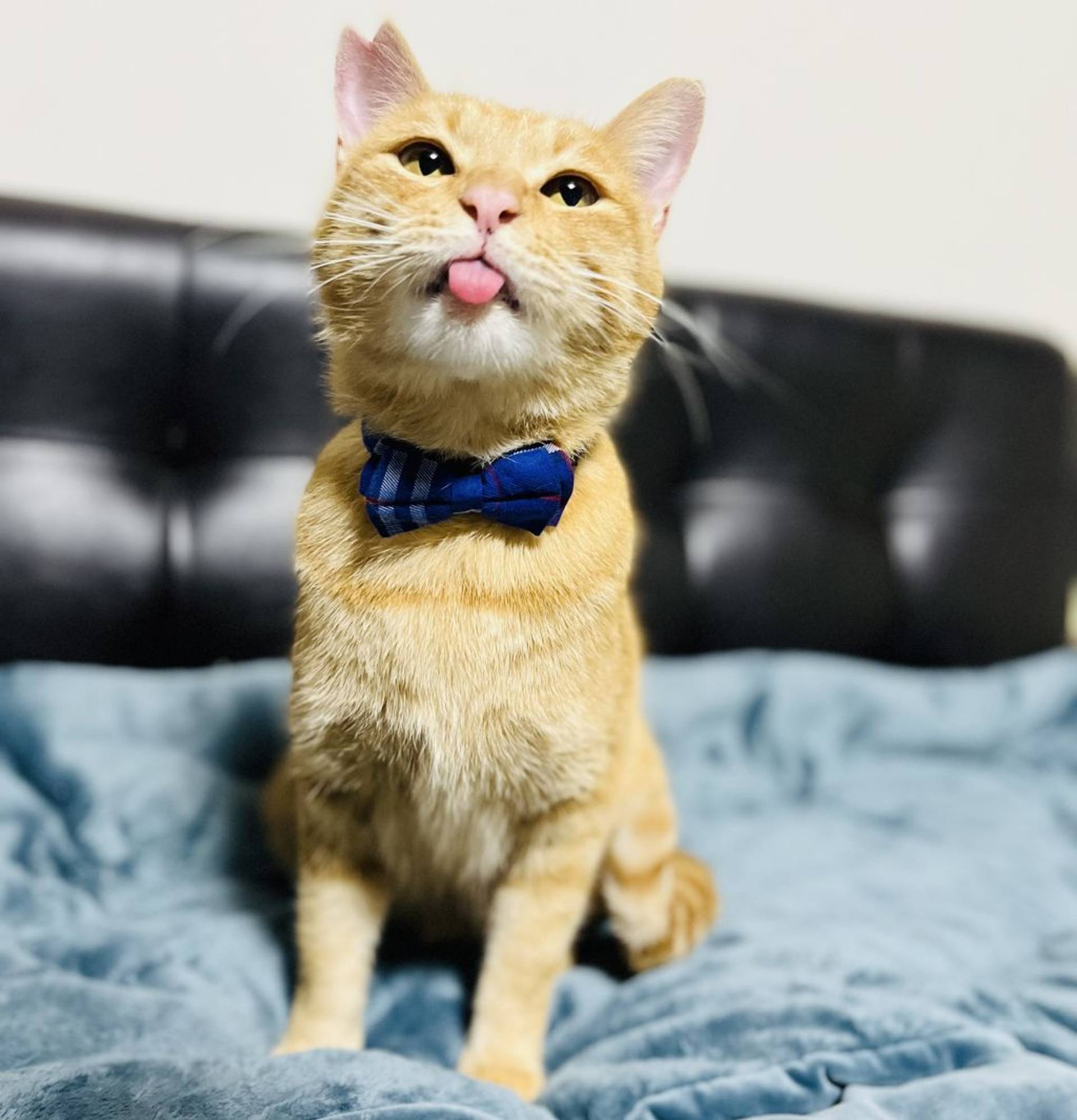 雑種（ミックス猫）・オスの里親募集の写真