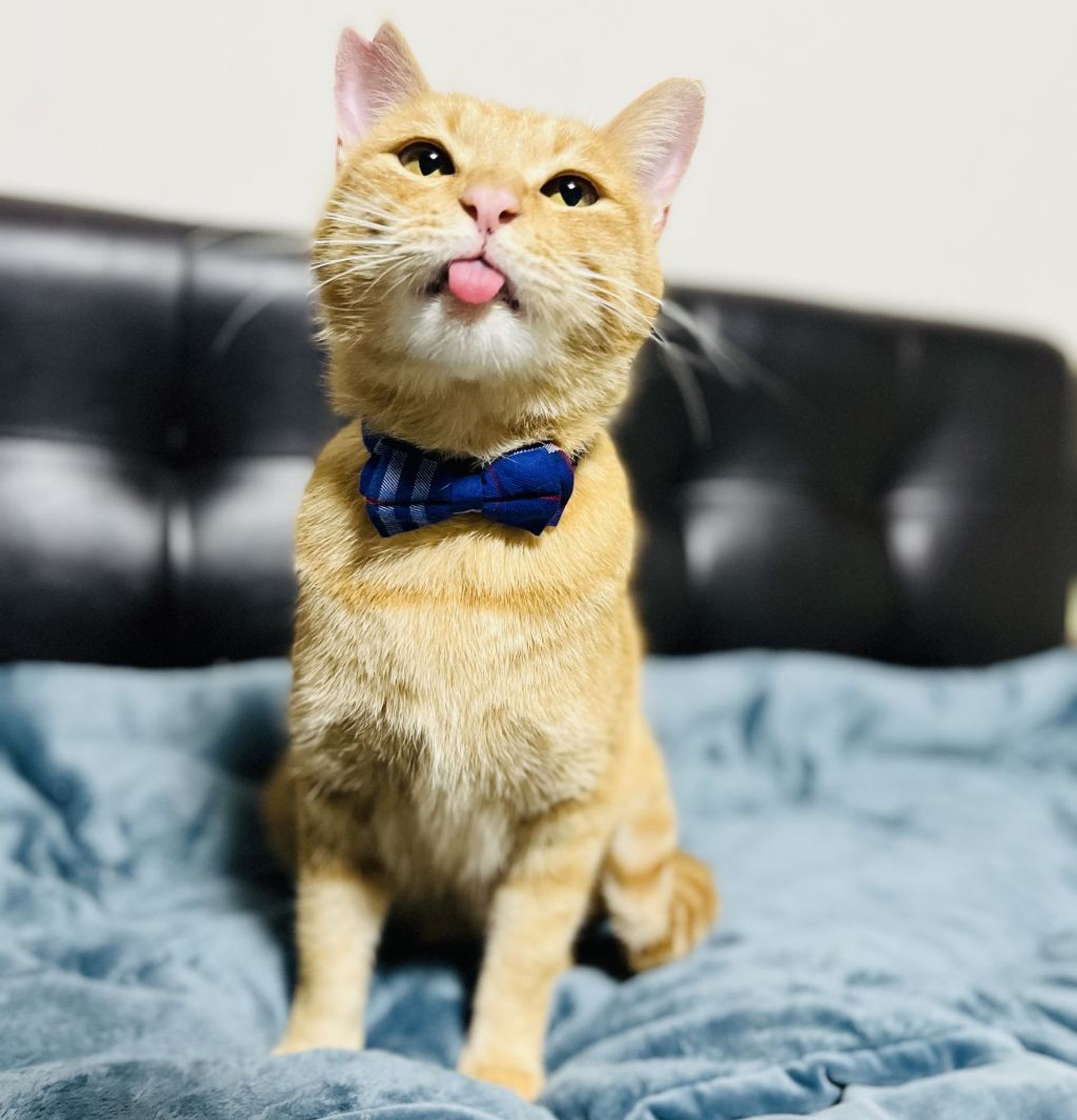 雑種（ミックス猫）・オスの里親募集の写真