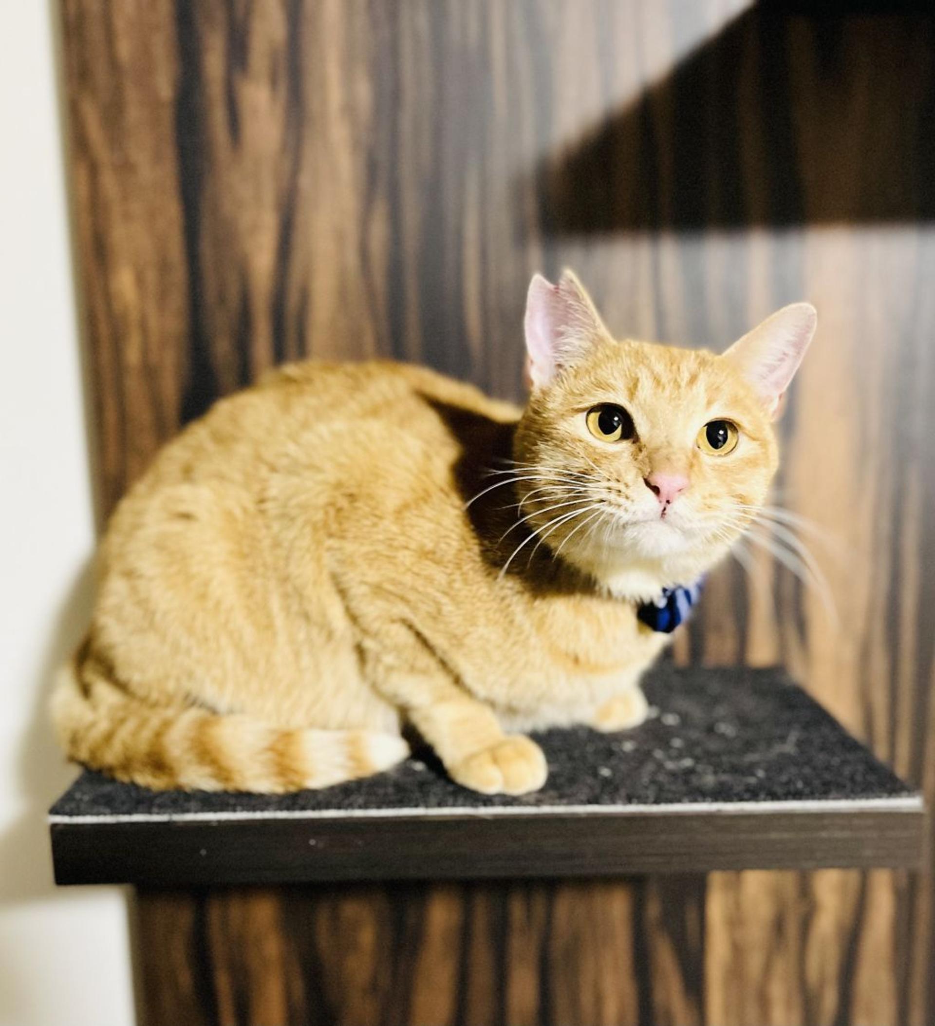 pet-image-4