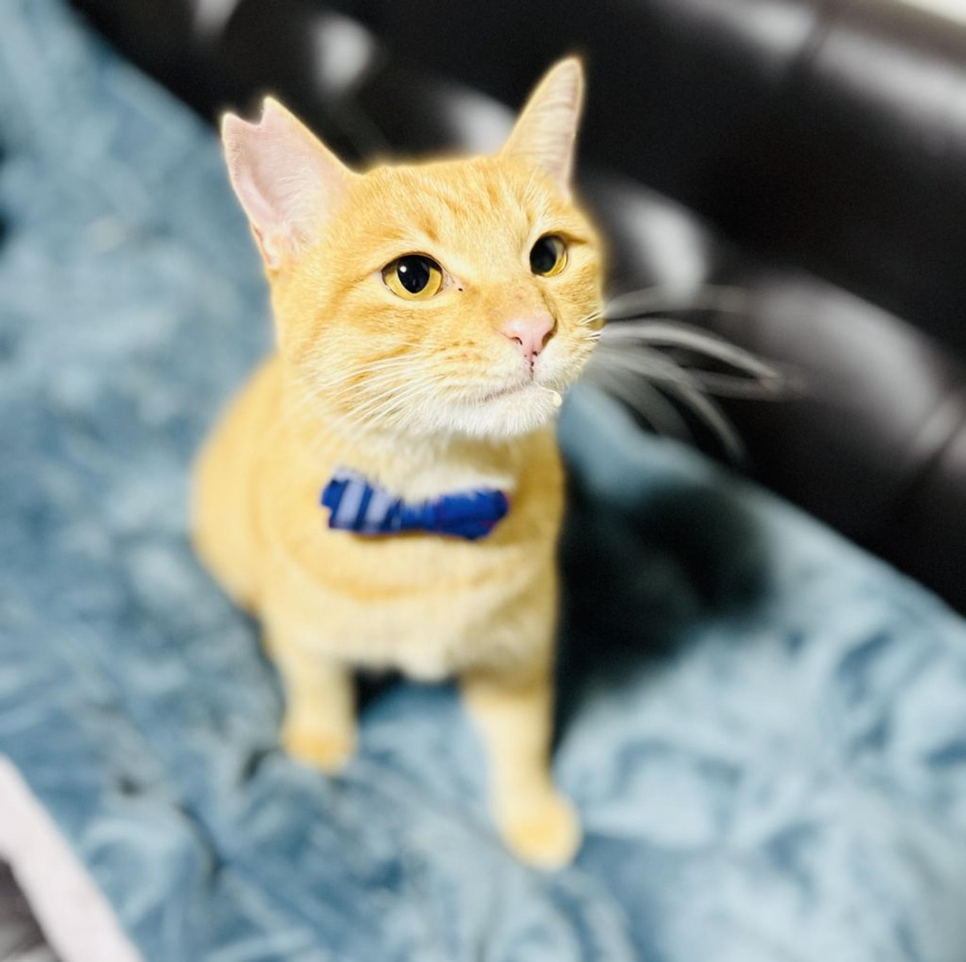 pet-image-5