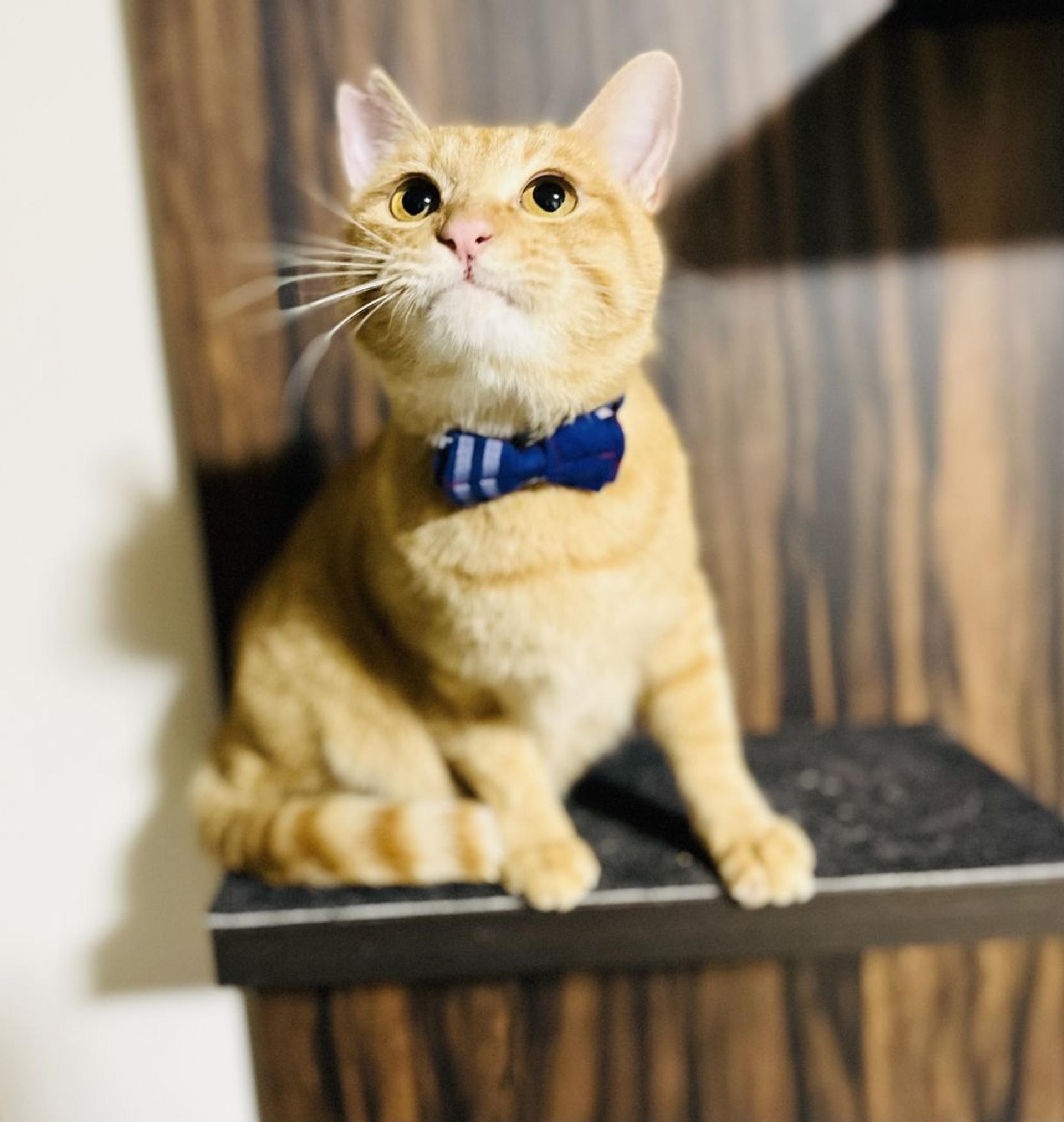 pet-image-6