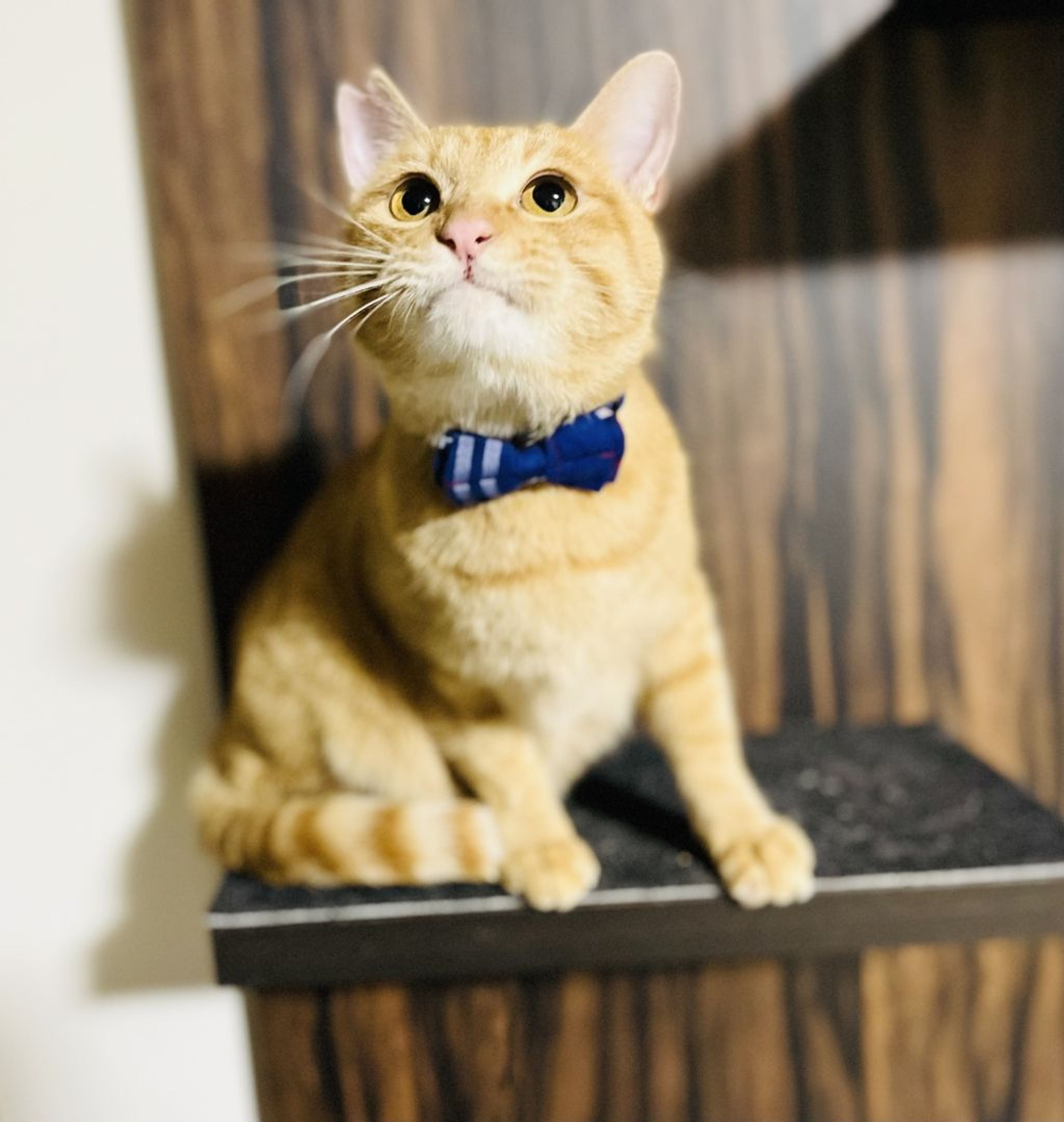 pet-image-6