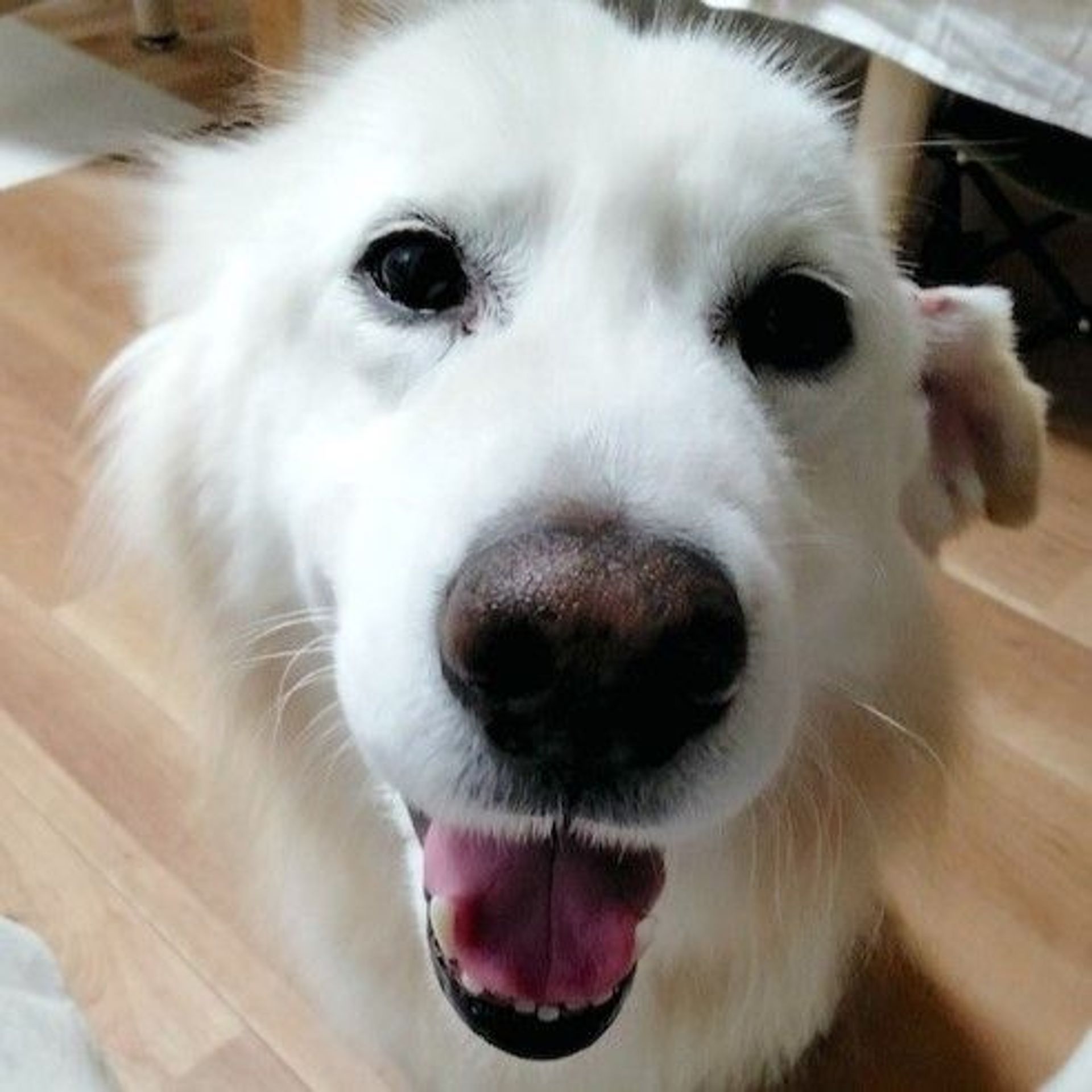 雑種（ミックス犬）・オスの里親募集の写真